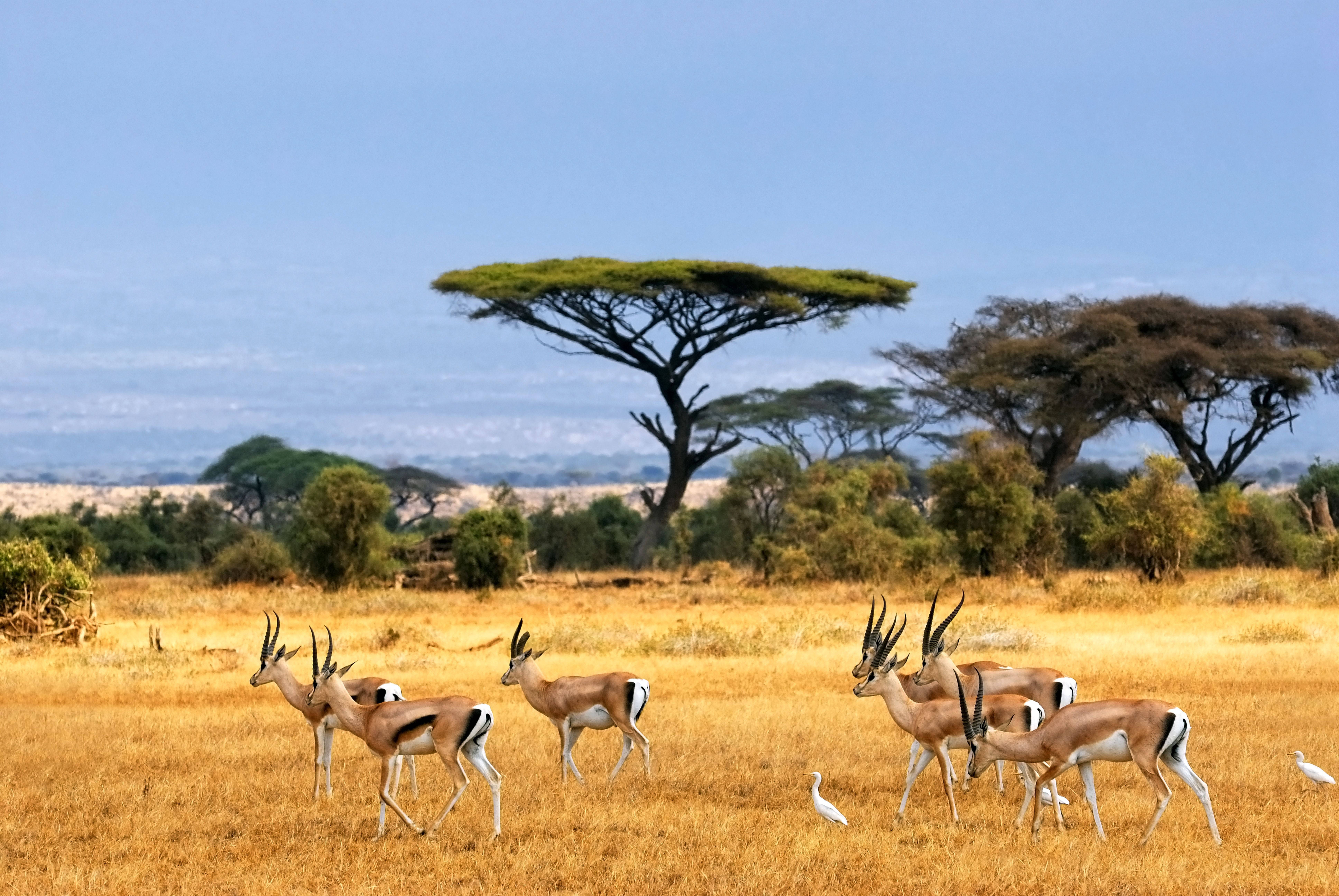 Botswana, herd of gazelles, golden savanna grass, 8K Desktop Wallpaper
