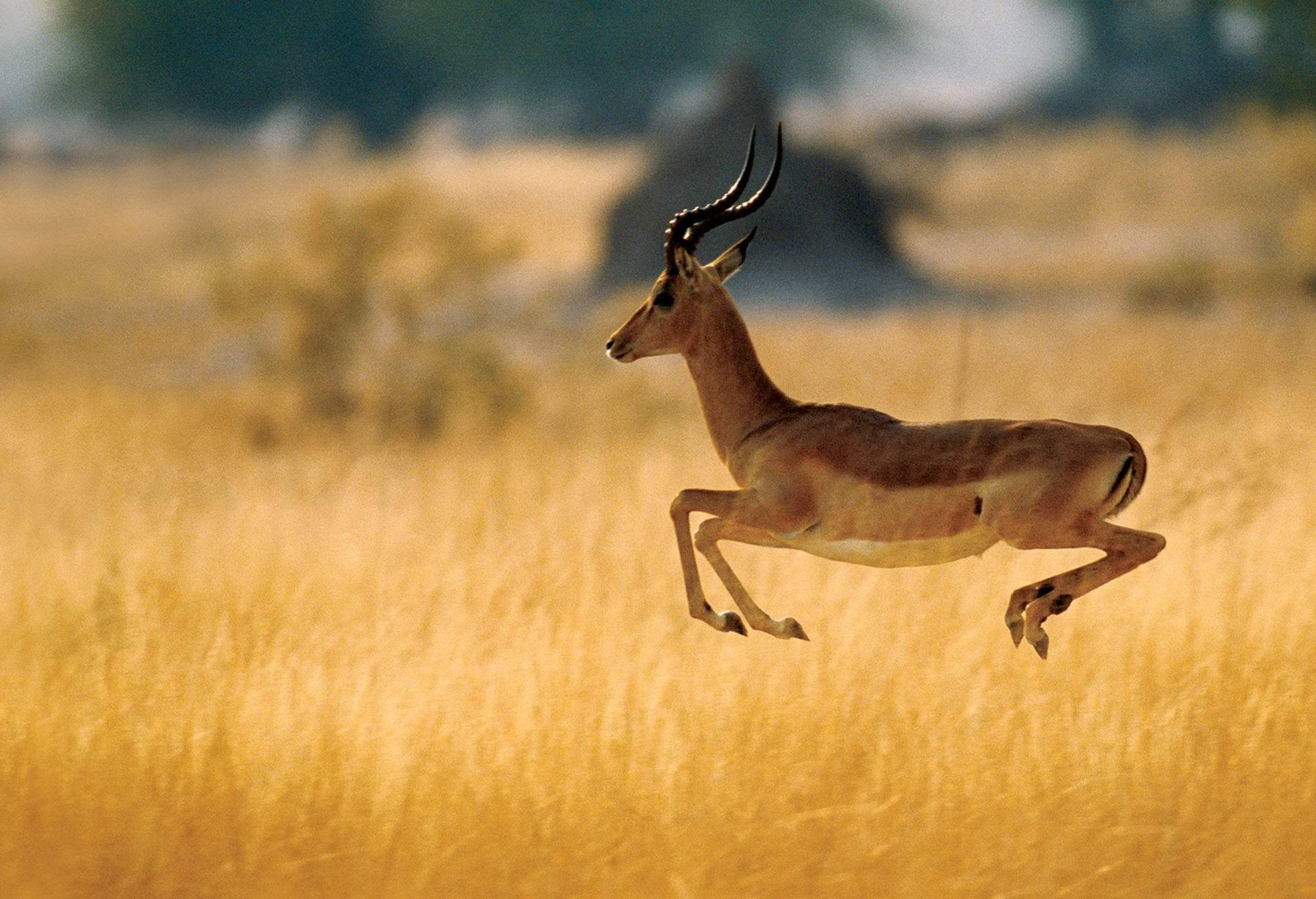 Botswana, impala, golden grasslands, Full HD Desktop Wallpaper