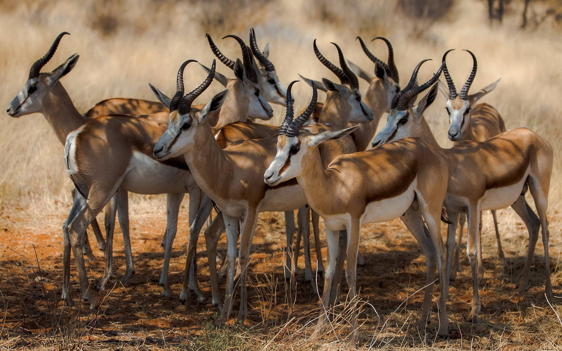 Botswana, herd of springbok antelopes, dry golden grass, Full HD Desktop Wallpaper