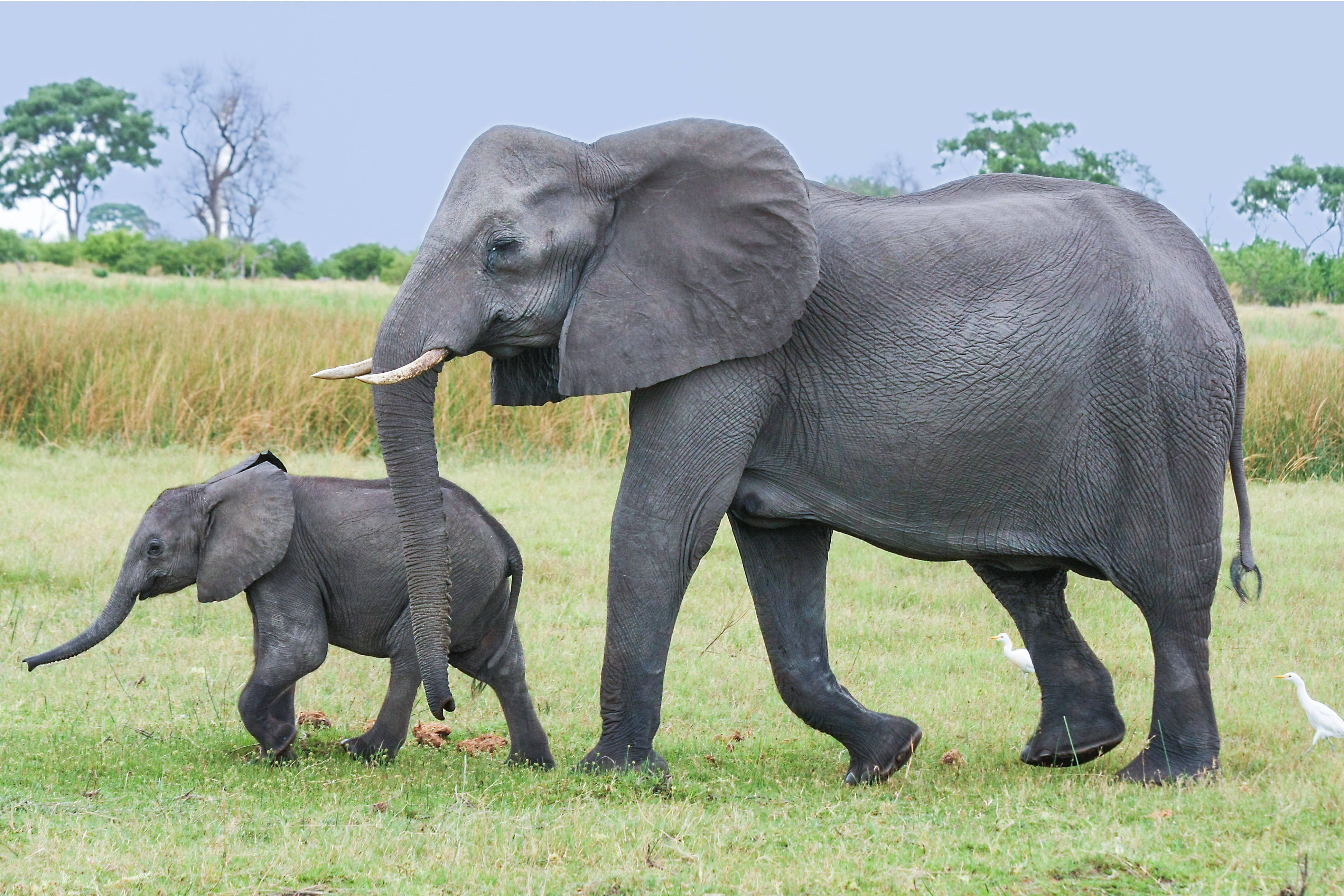 Botswana, mother elephant, baby elephant, 4K Desktop Wallpaper