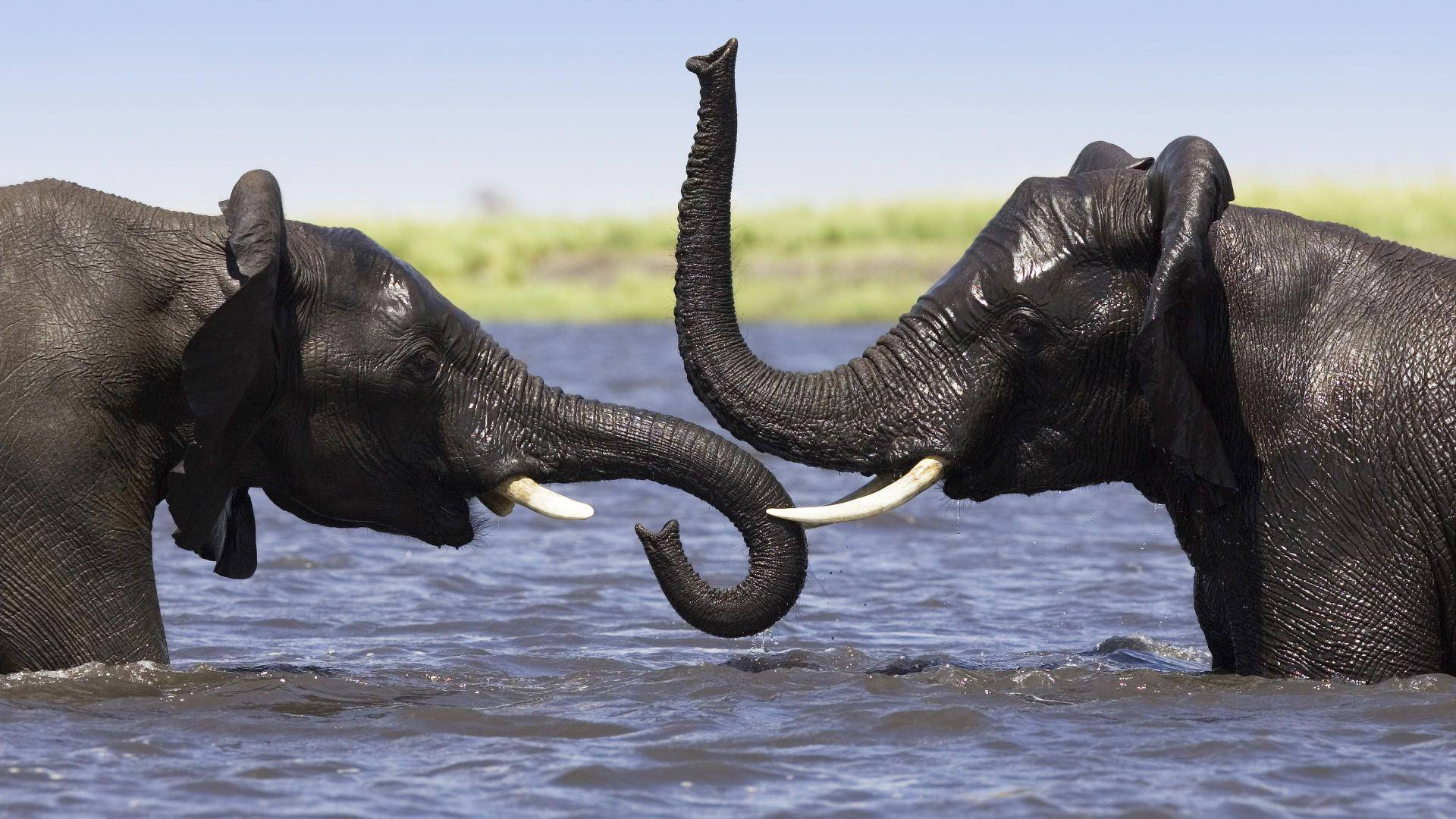 Botswana, elephants, water, Full HD Desktop Wallpaper