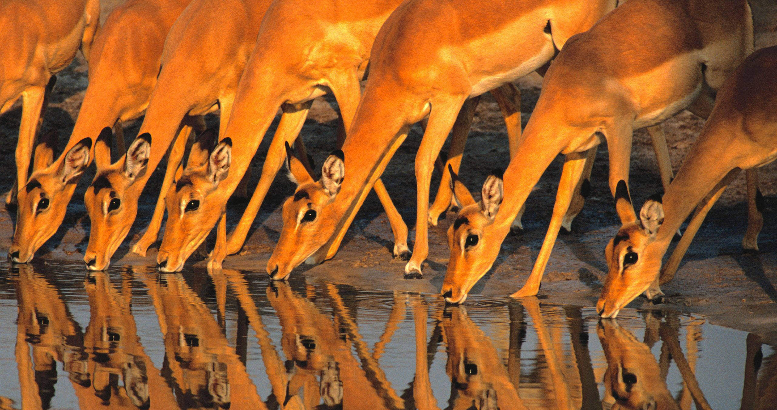 Botswana, impalas, waterhole, 2K Desktop Wallpaper