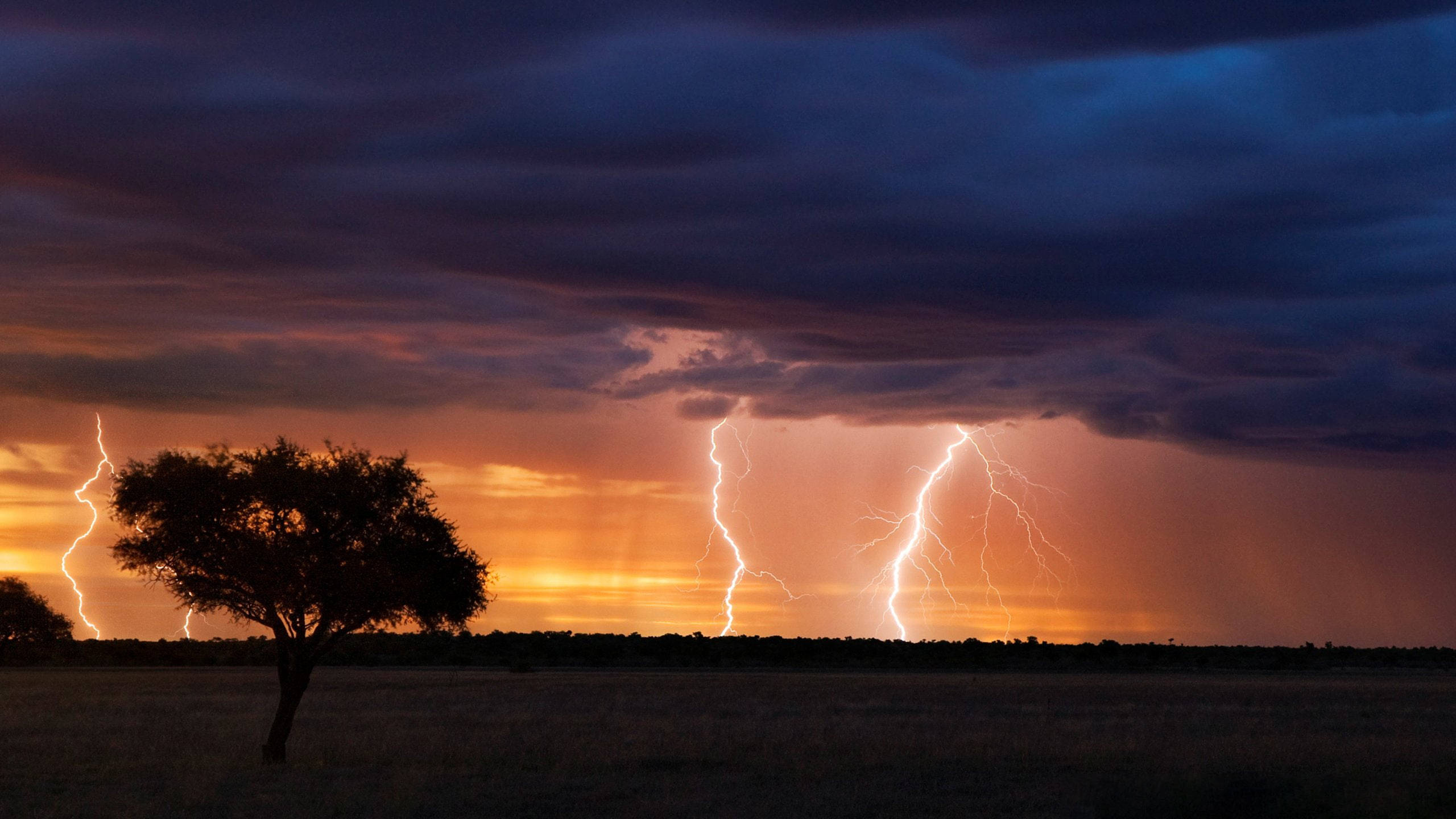 Botswana, stormy sunset sky, lone tree, 2K Desktop Wallpaper