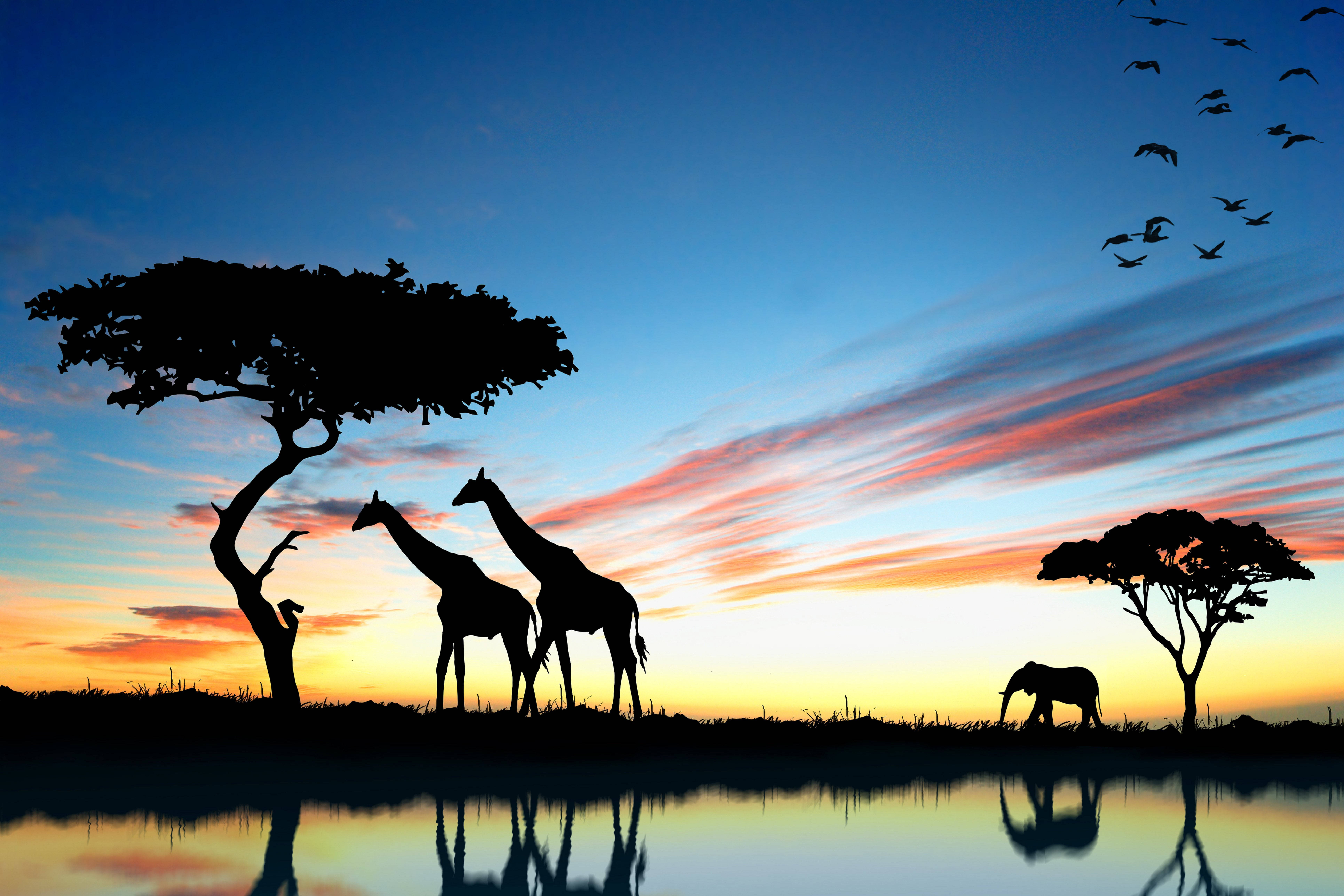 Botswana, giraffes, elephant, 8K Desktop Wallpaper