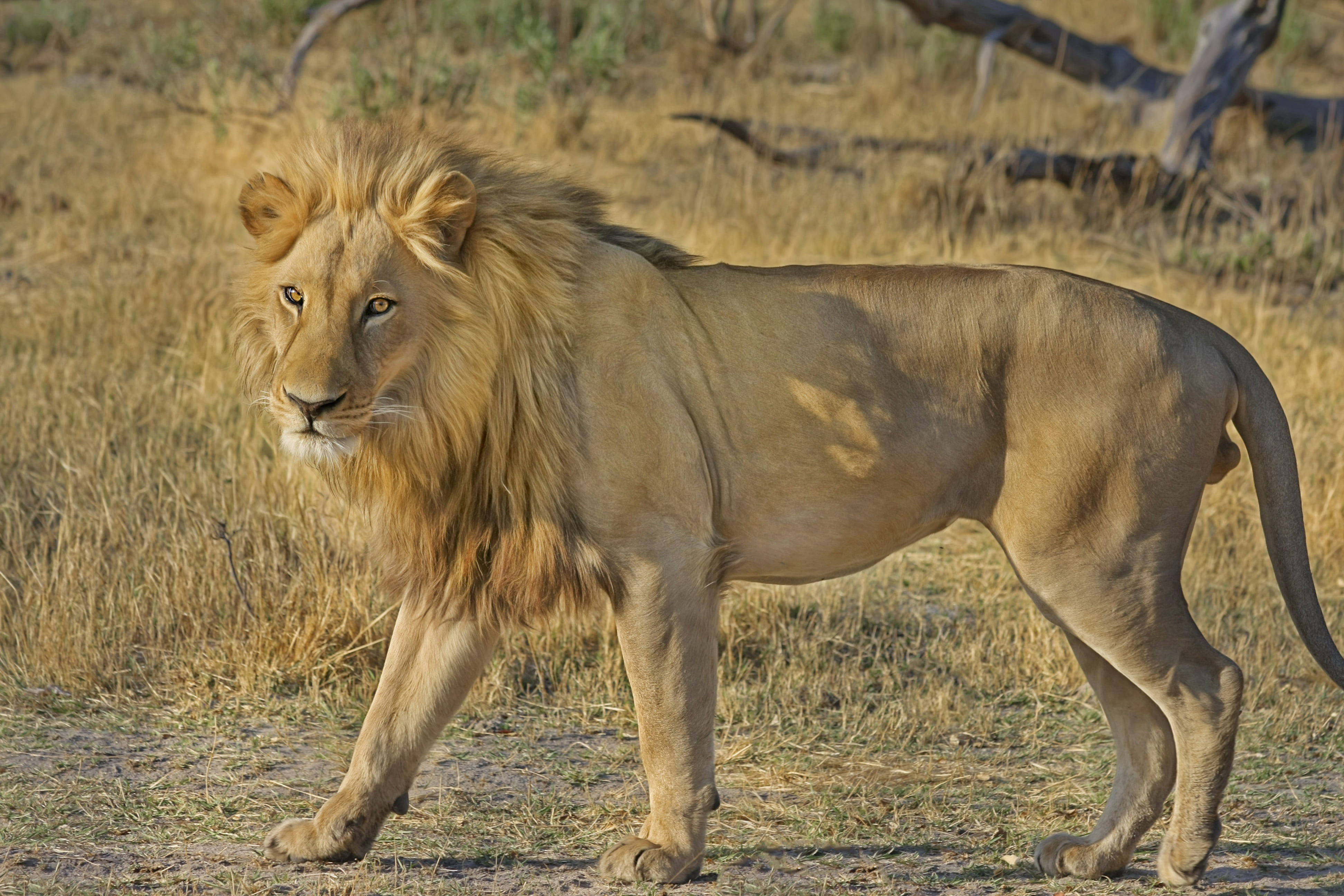 Botswana, lion, golden mane, 4K Desktop Wallpaper