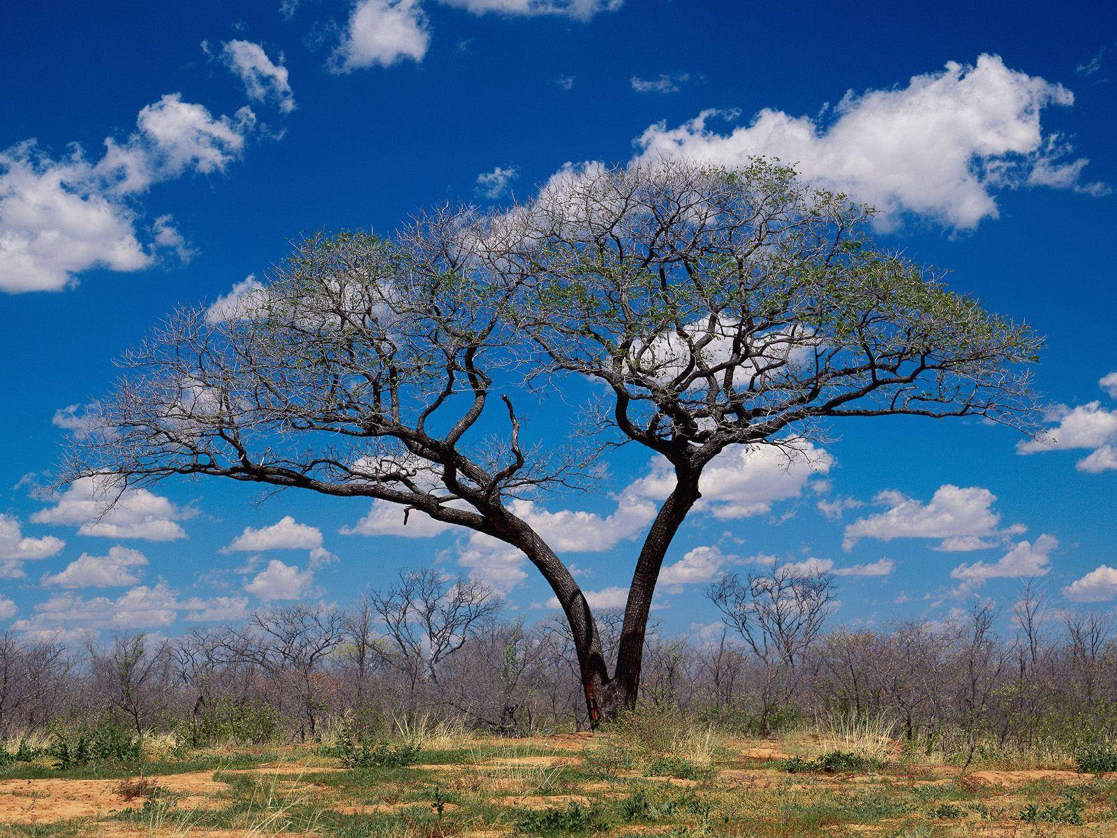 Botswana, savanna, acacia tree, HD Desktop Wallpaper