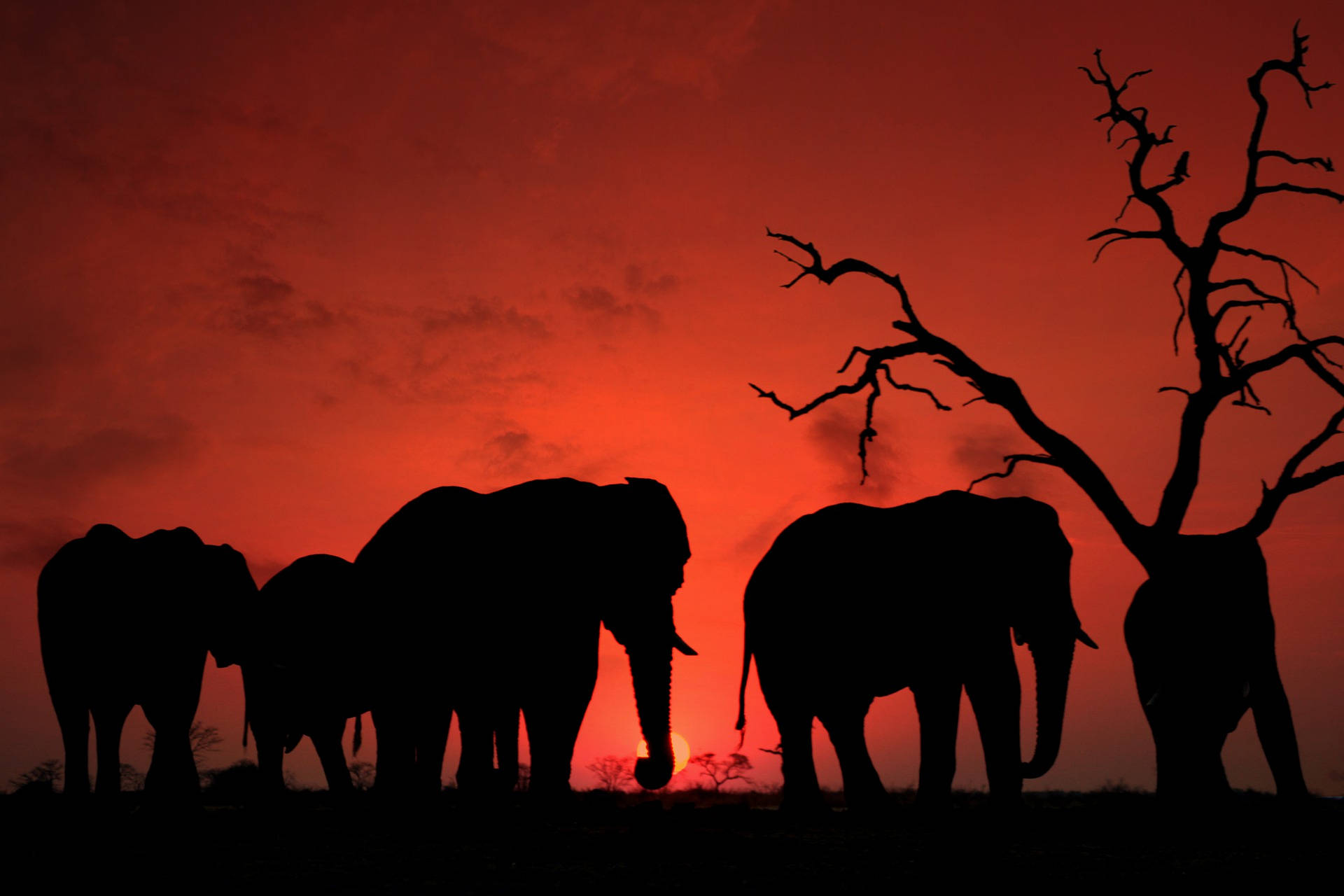 Botswana, elephants, red sunset, Full HD Desktop Wallpaper