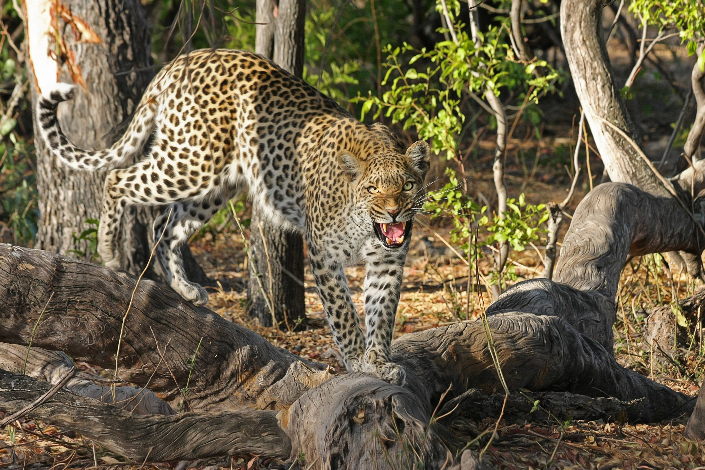 Botswana, angry leopard, spotted coat, Full HD Desktop Wallpaper