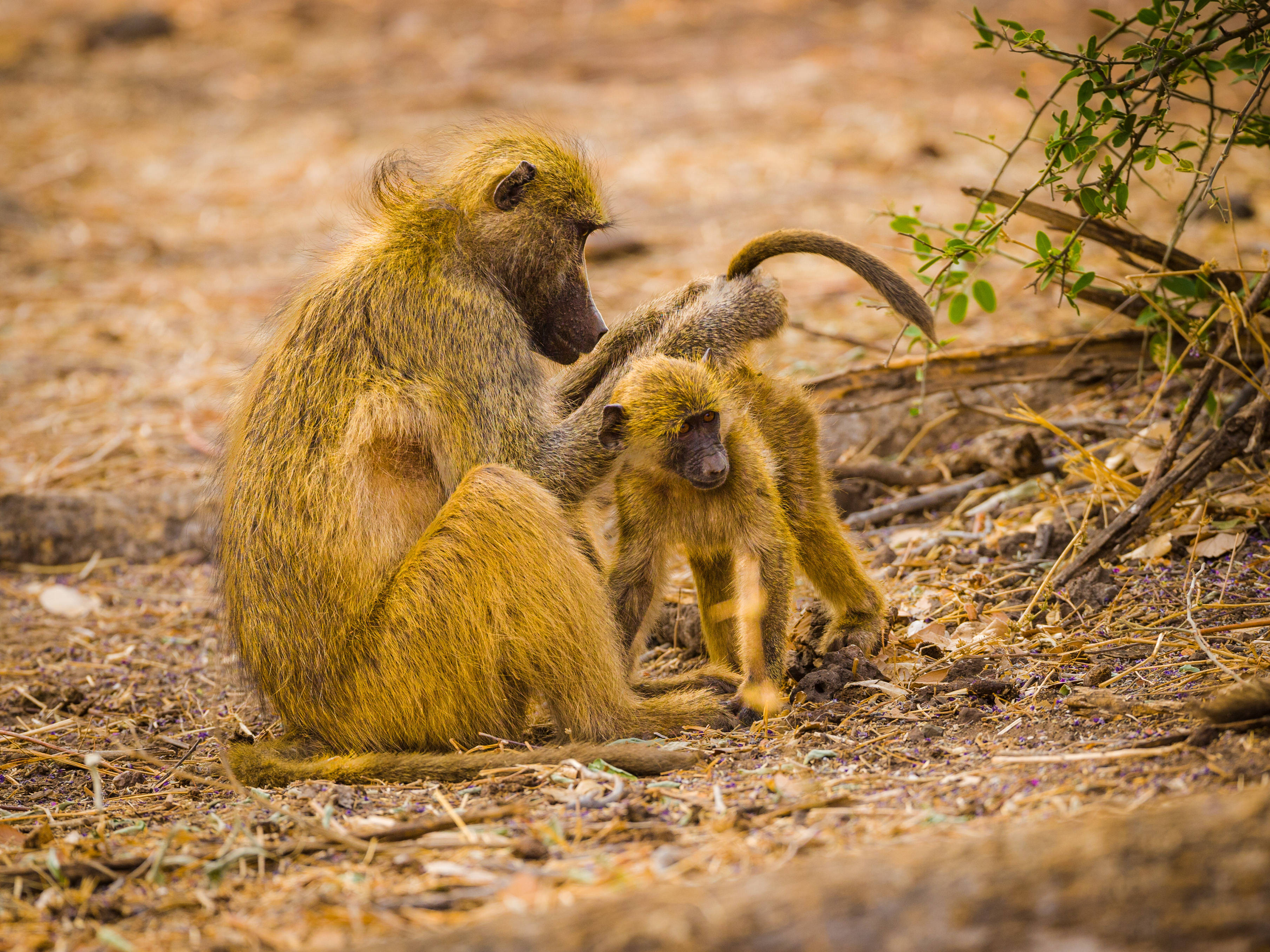 Botswana, baboon mother, baboon child, 2K Desktop Wallpaper