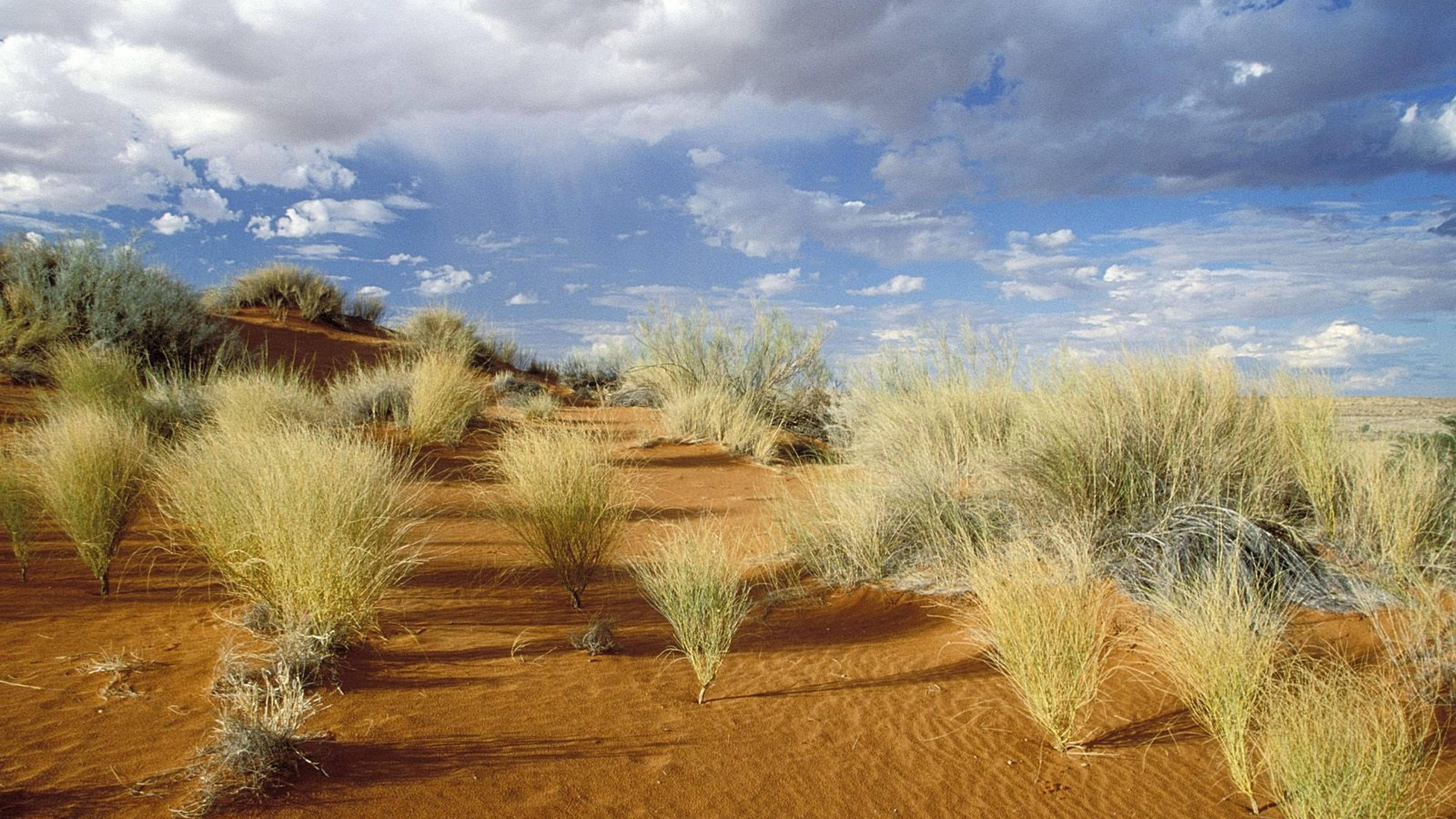 Botswana, golden grasses, reddish sand dunes, 4K Desktop Wallpaper
