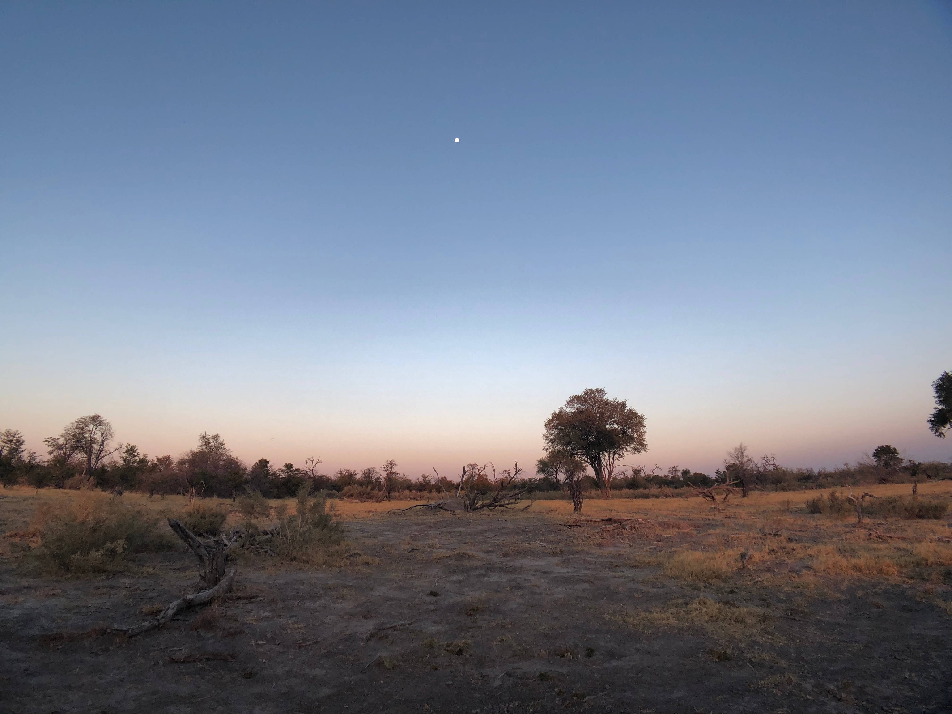 Botswana, savanna, soft sunset, 4K Desktop Wallpaper