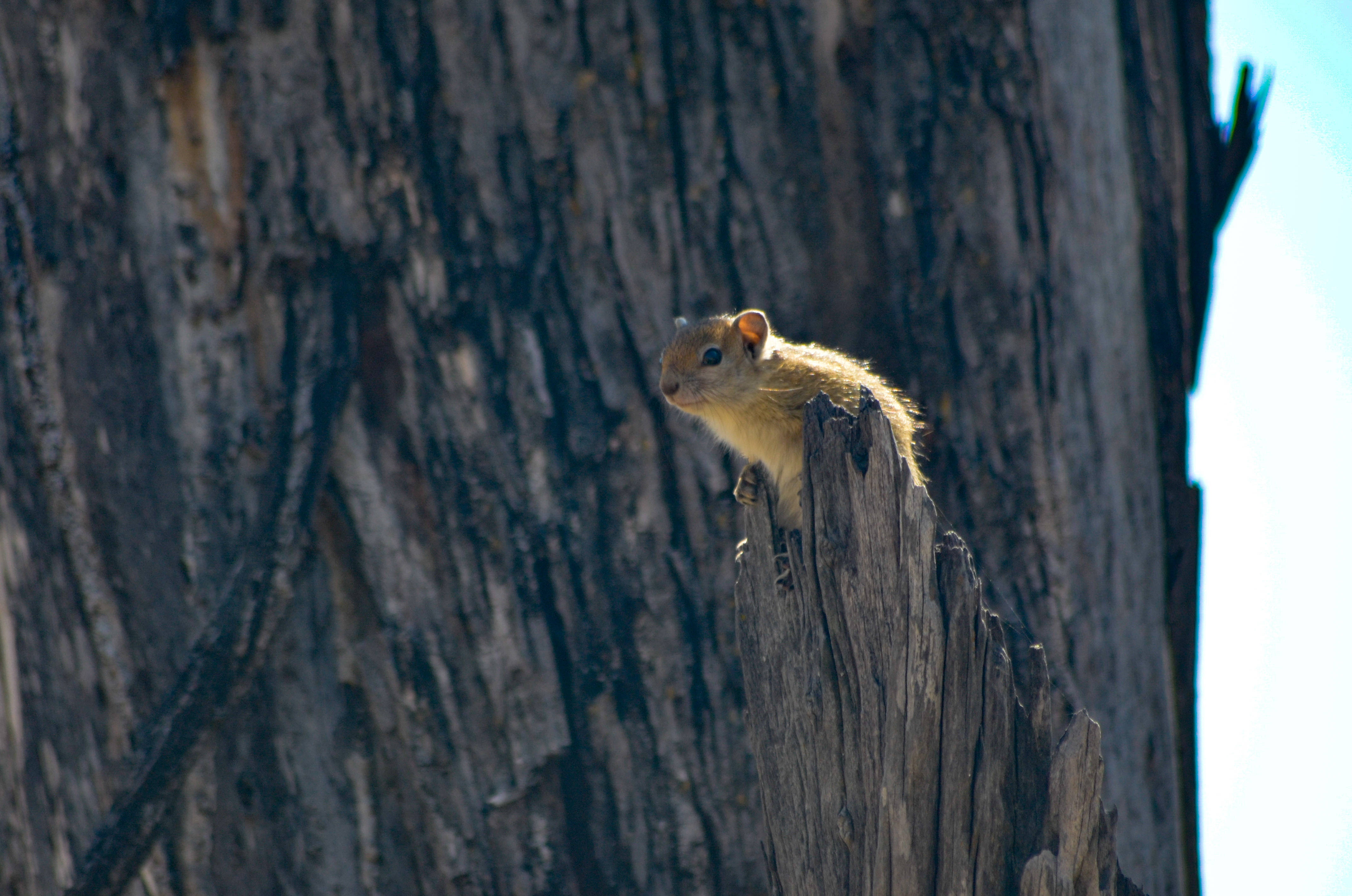 Botswana, squirrel, stump, 4K Desktop Wallpaper