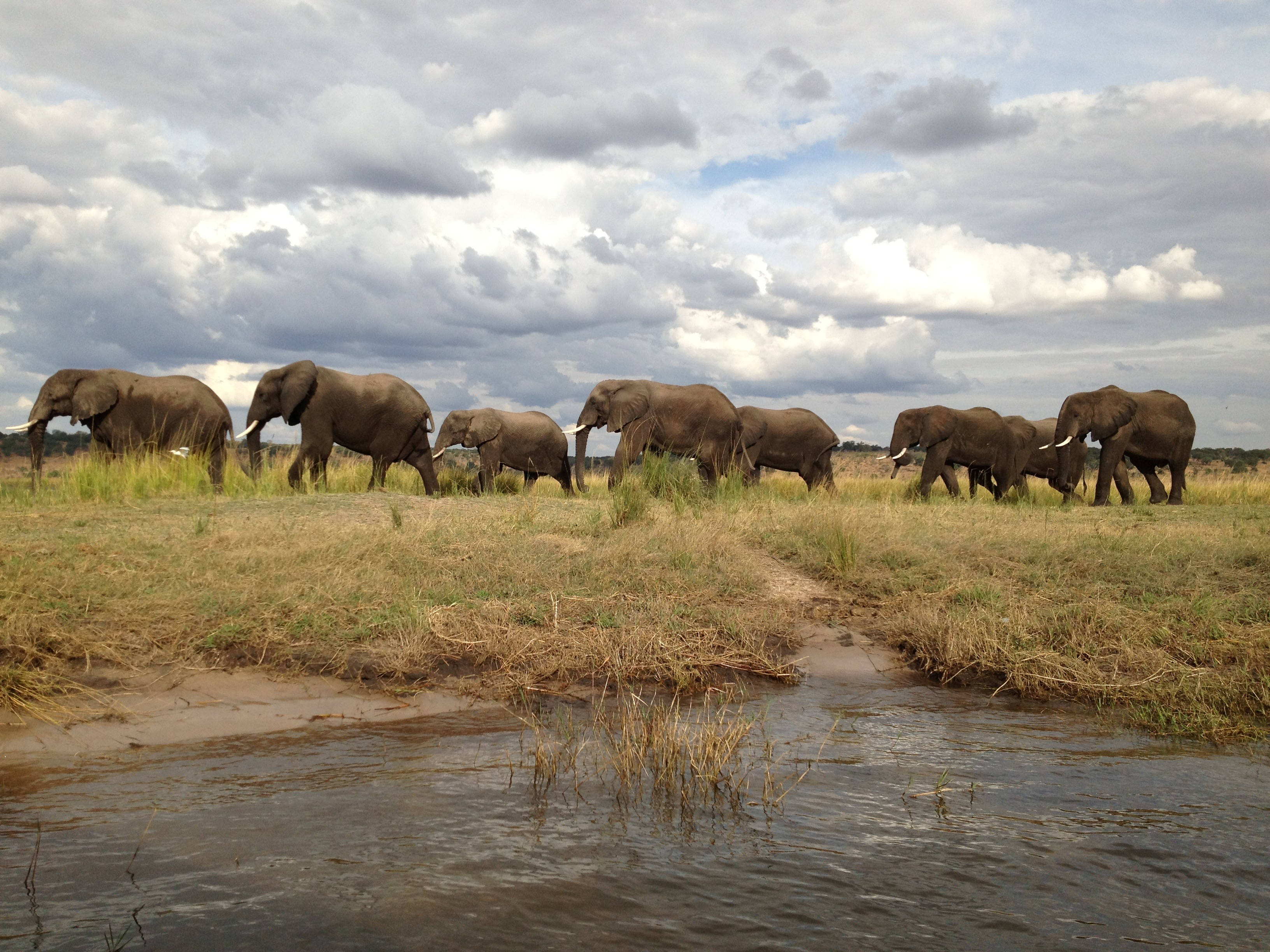 Botswana, elephant herd, grassy plain, 2K Desktop Wallpaper