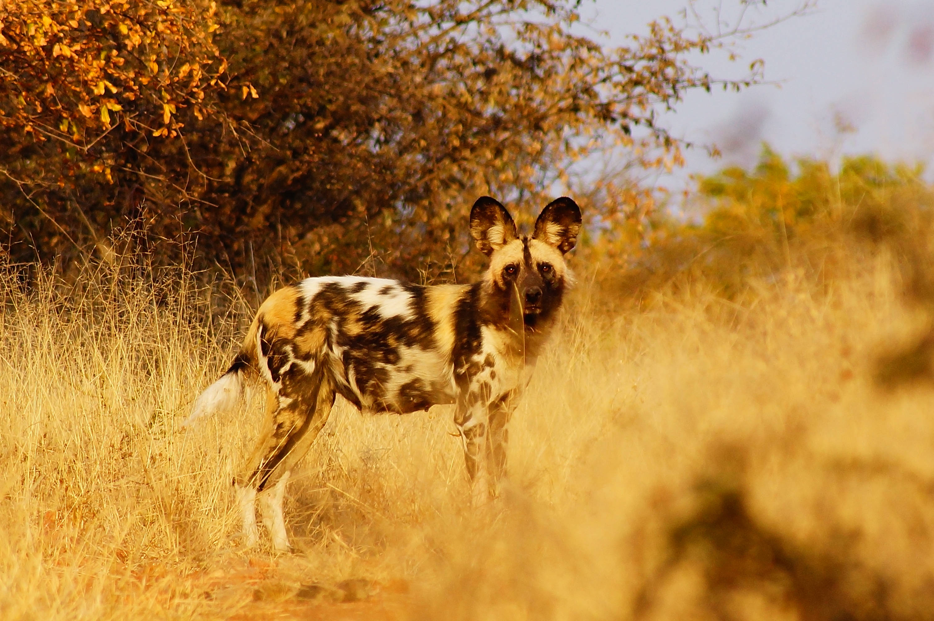 Botswana, wild dog, mottled brown white fur, 2K Desktop Wallpaper
