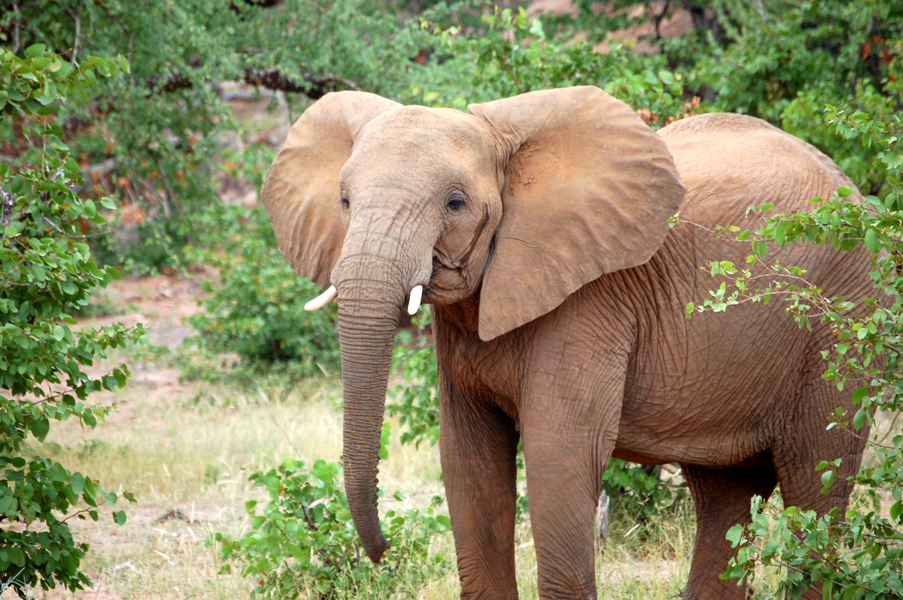Botswana, elephant, lush green foliage, 2K Desktop Wallpaper