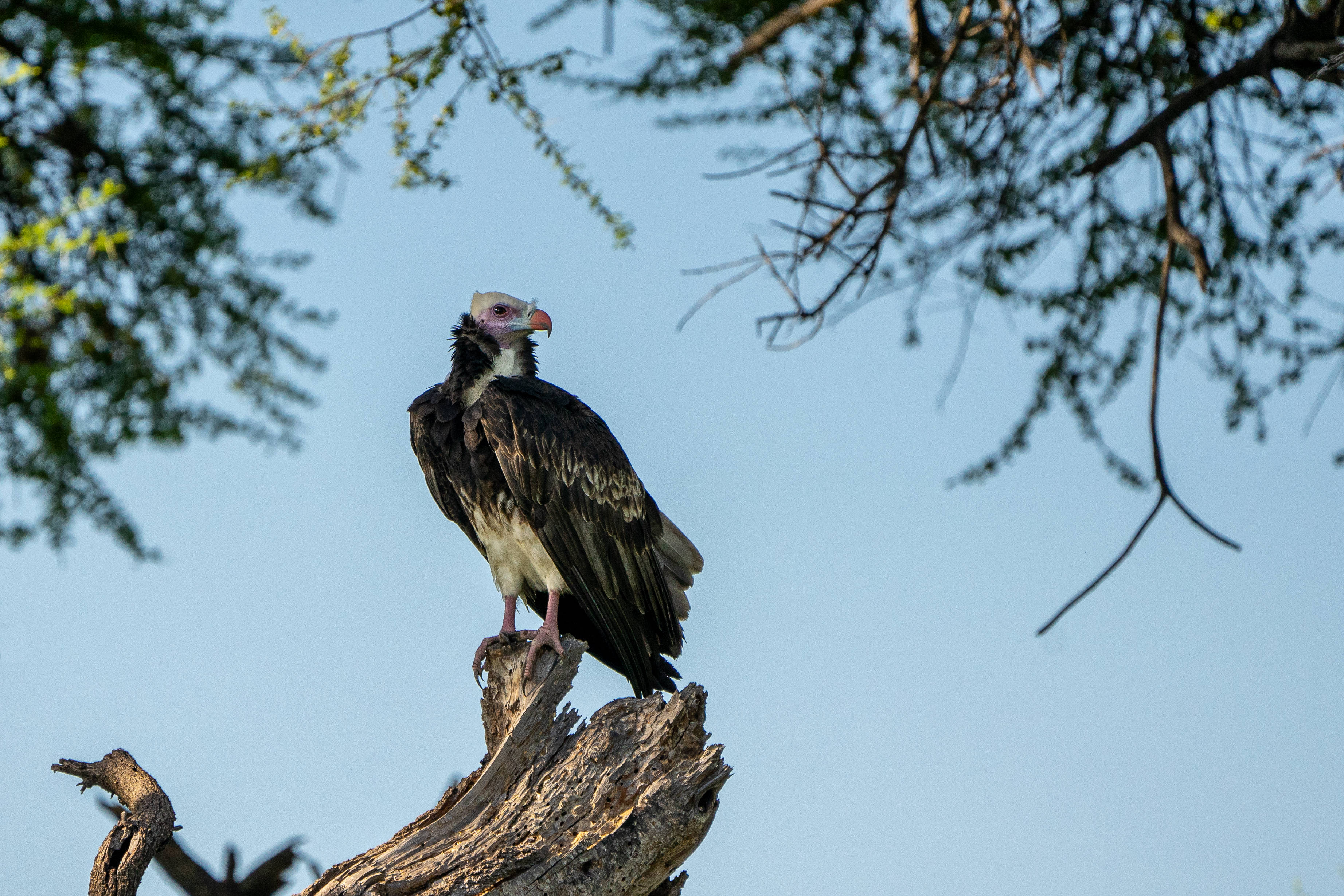 Botswana, vulture, tree stump, 2K Desktop Wallpaper
