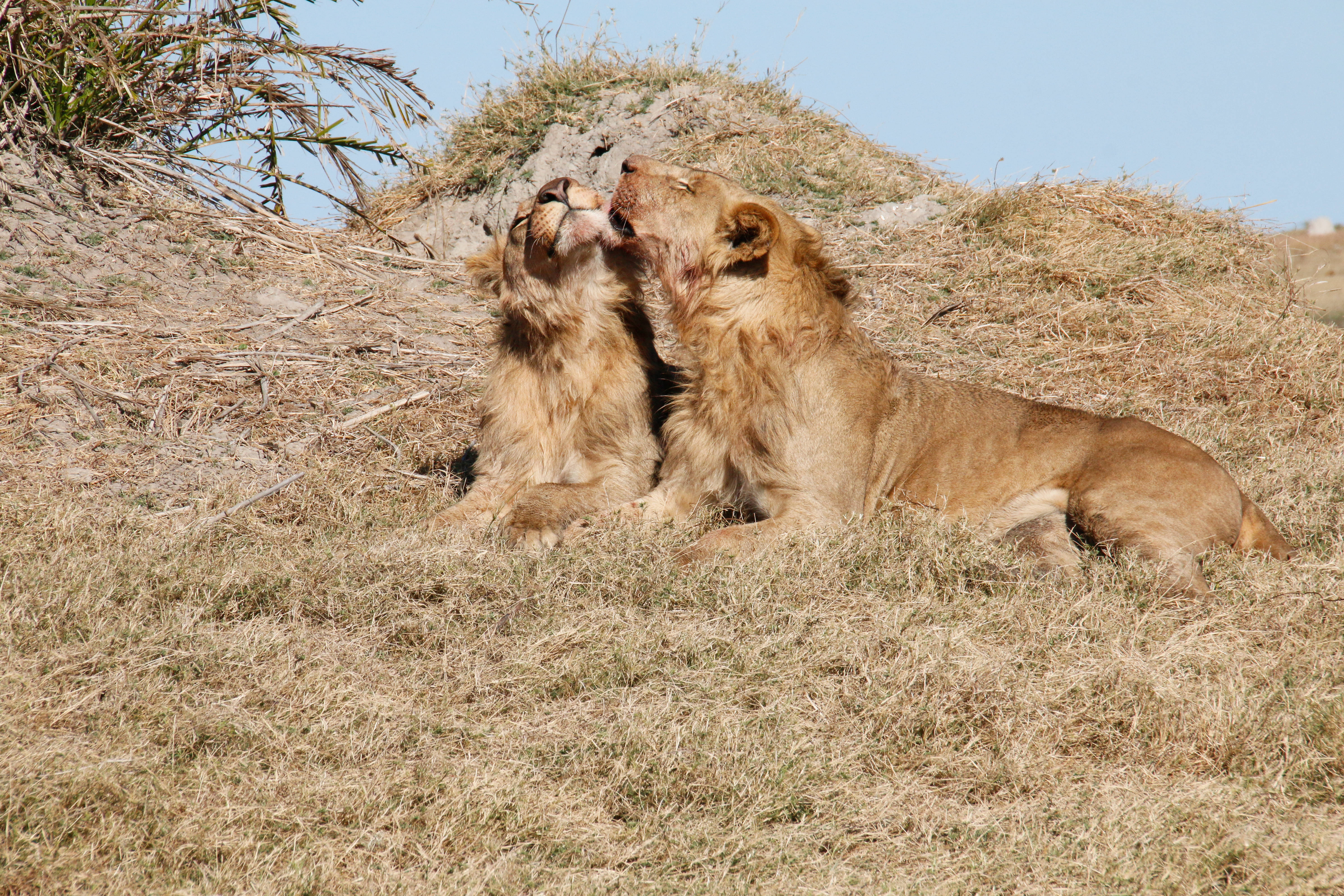 Botswana, lions, nuzzling, 5K Desktop Wallpaper