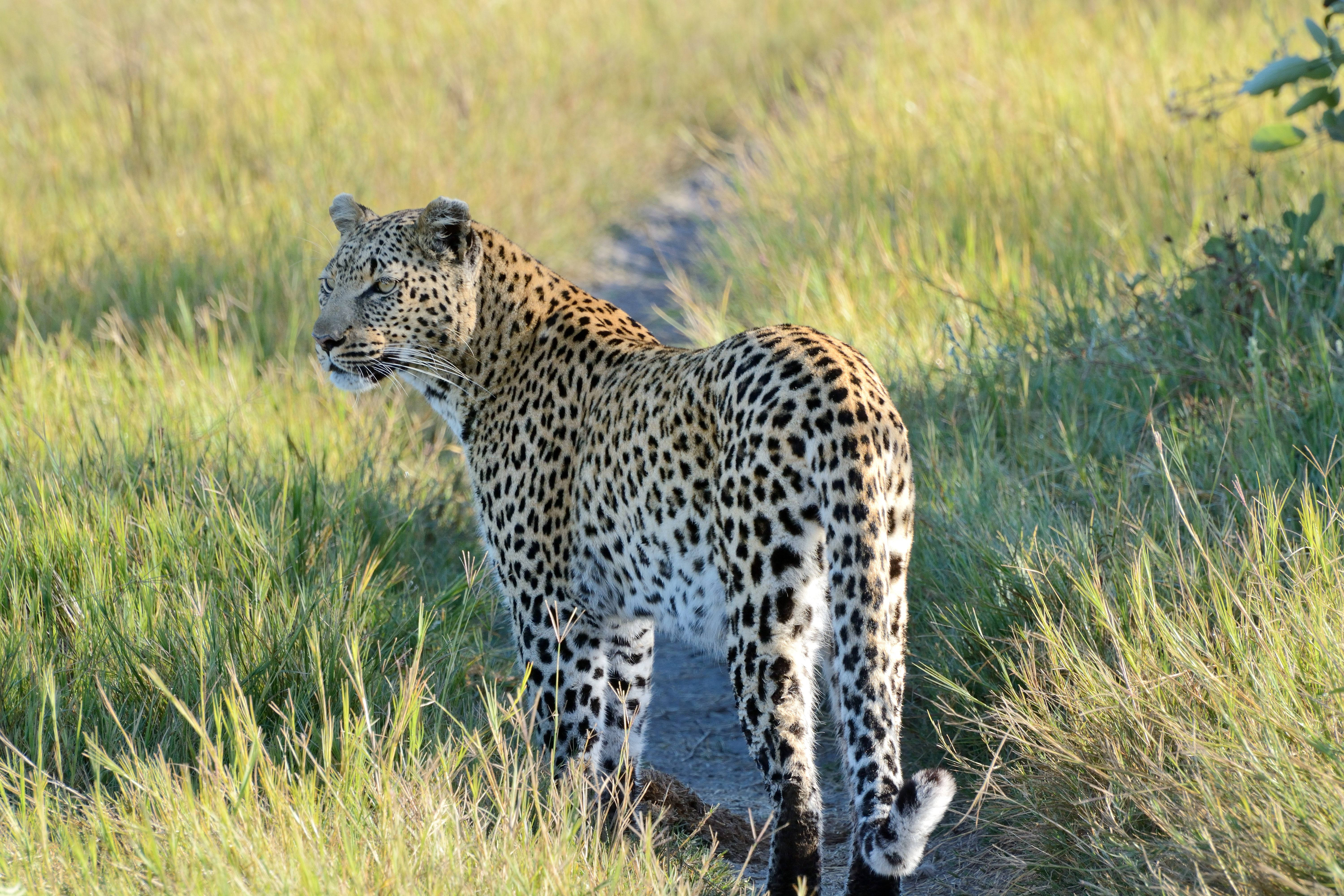 Botswana, leopard, spotted coat, 5K Desktop Wallpaper