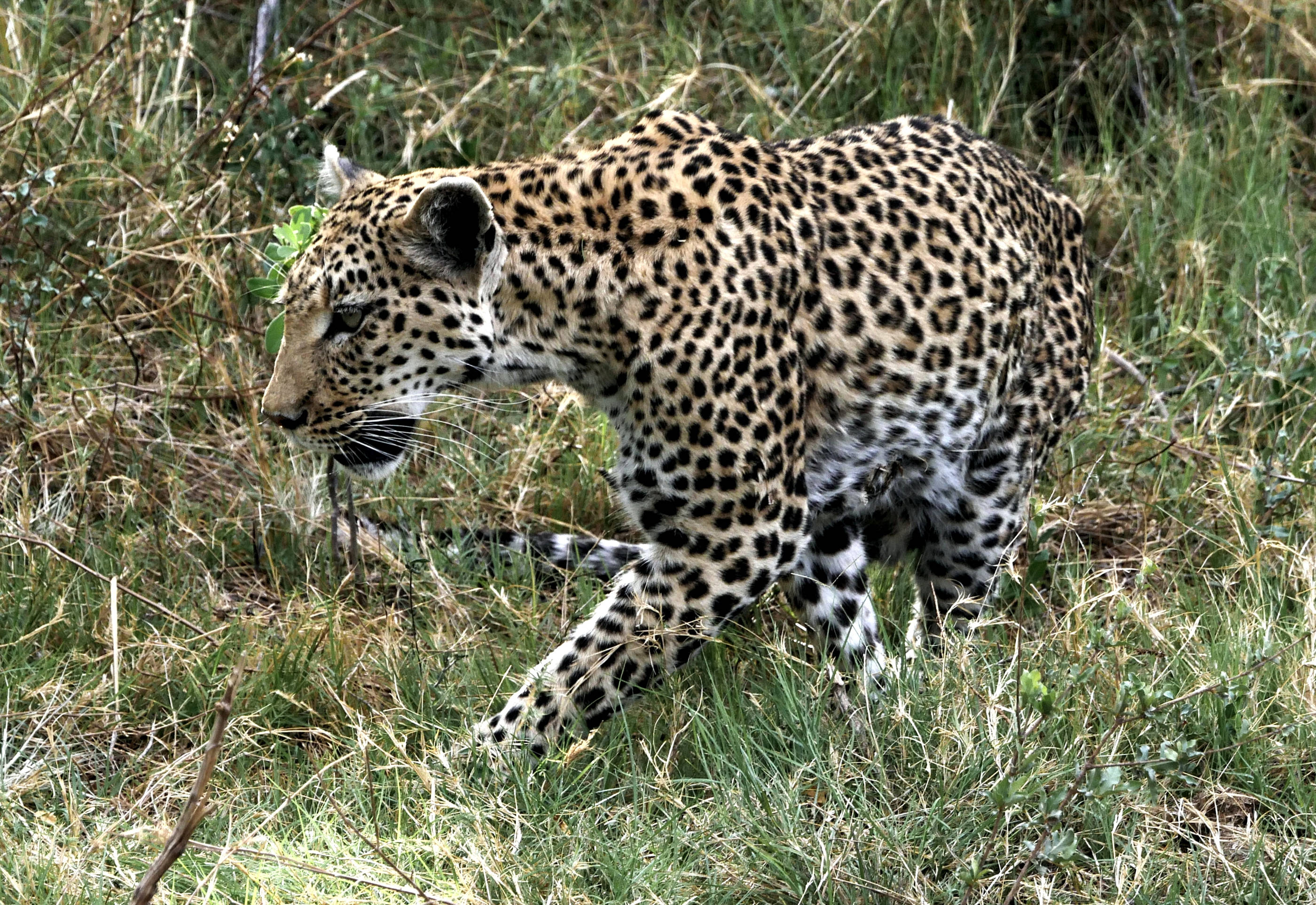 Botswana, leopard, spotted coat, 2K Desktop Wallpaper