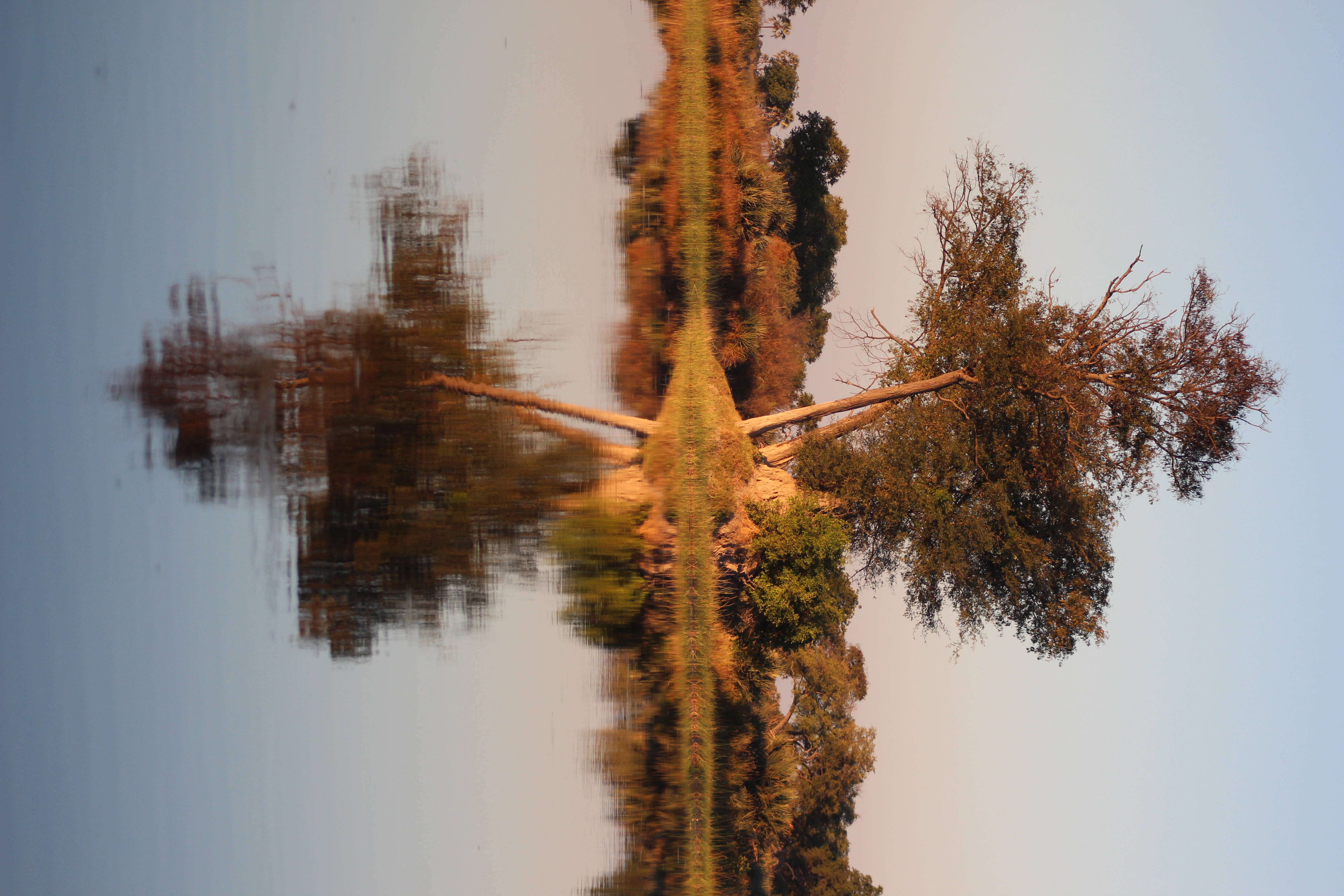 Botswana, tree, reflection, 5K Desktop Wallpaper