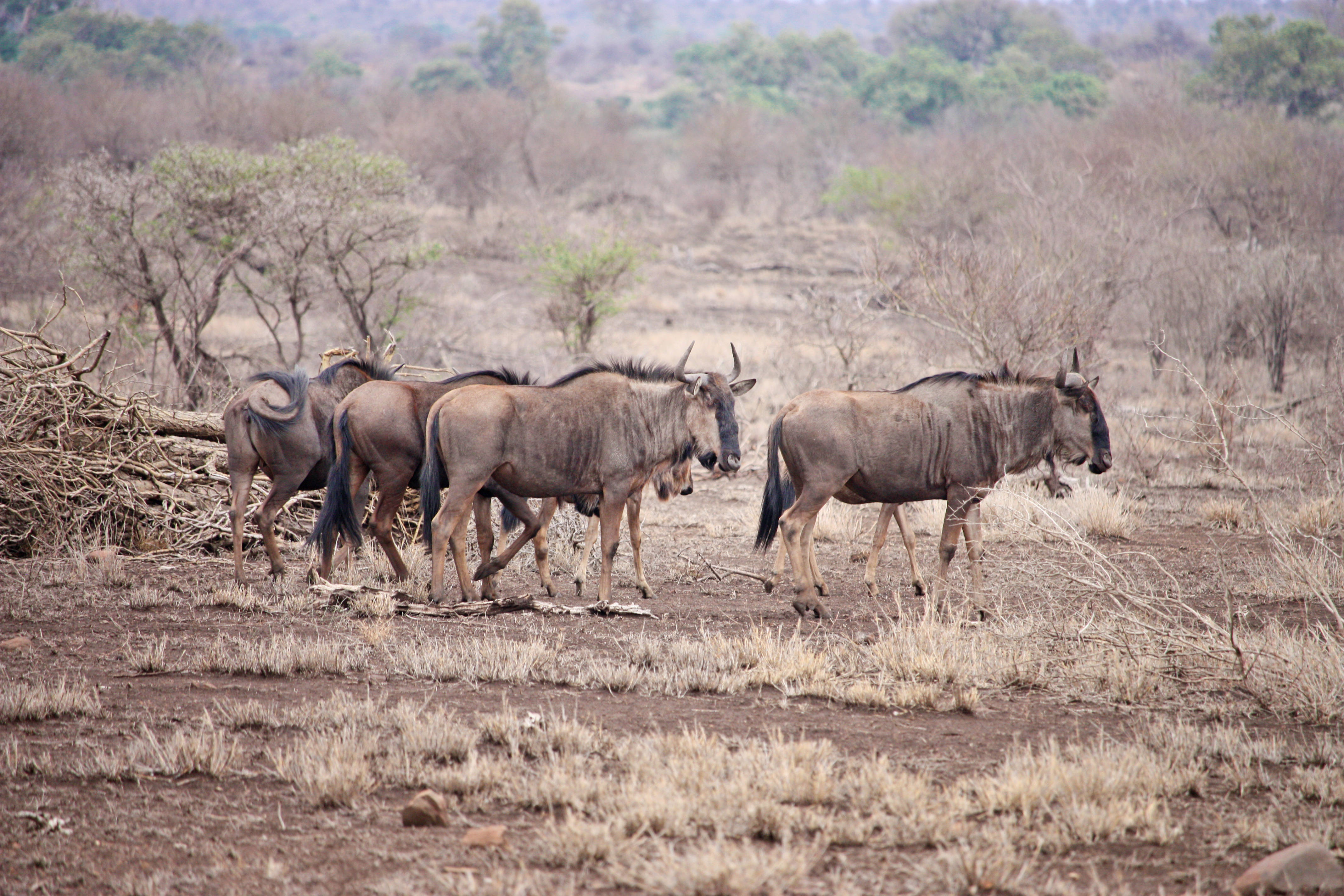 Botswana, wildebeest group, dry savanna terrain, 4K Desktop Wallpaper