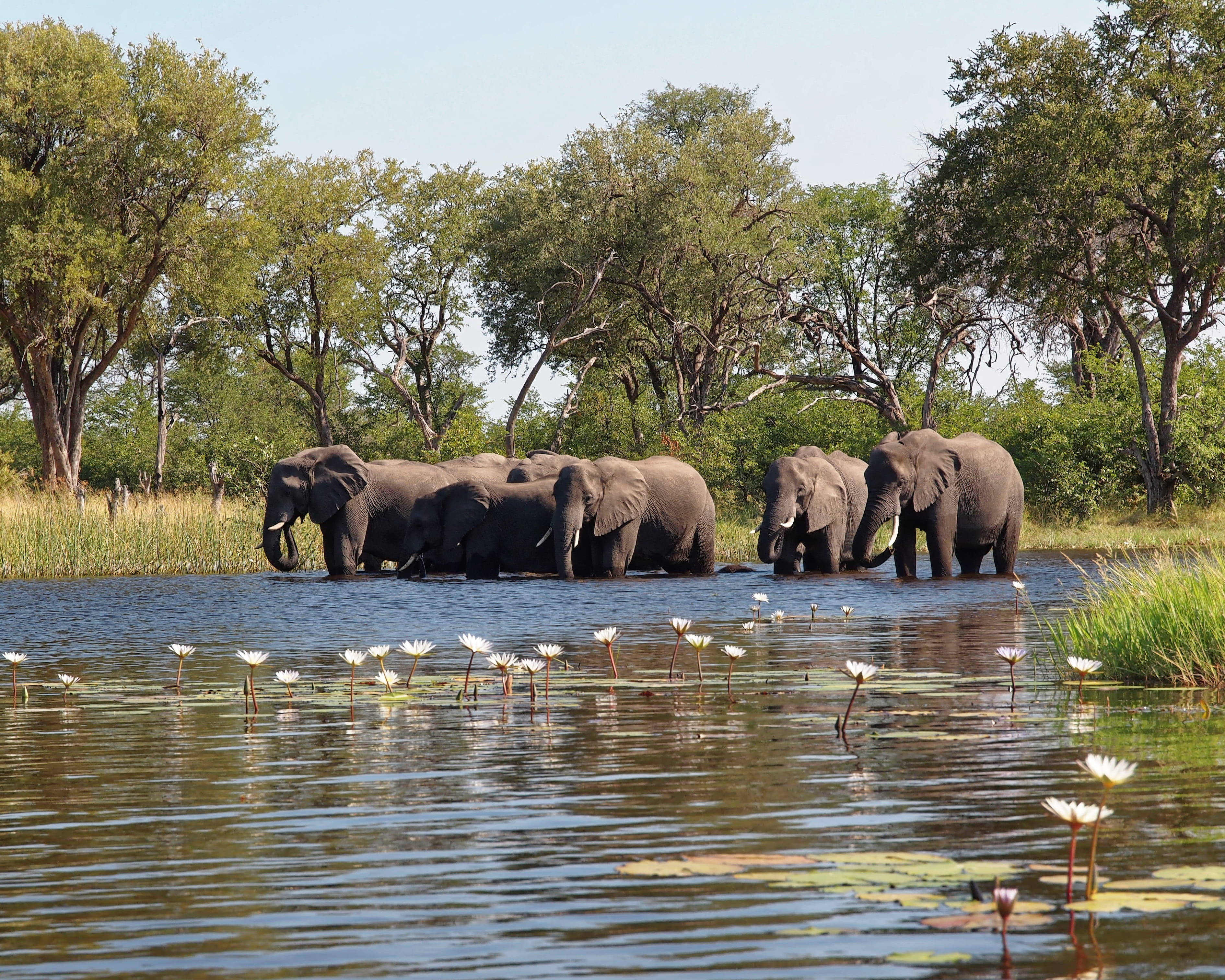 Botswana, elephants, waterway, 2K Desktop Wallpaper