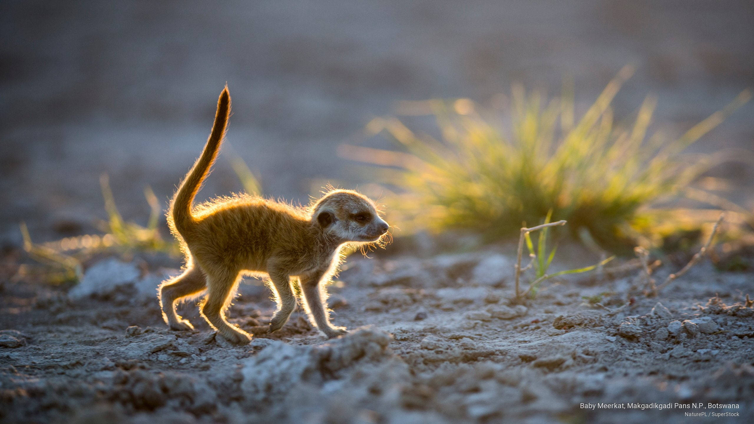 Botswana, baby meerkat, sunlit sandy terrain, 2K Desktop Wallpaper