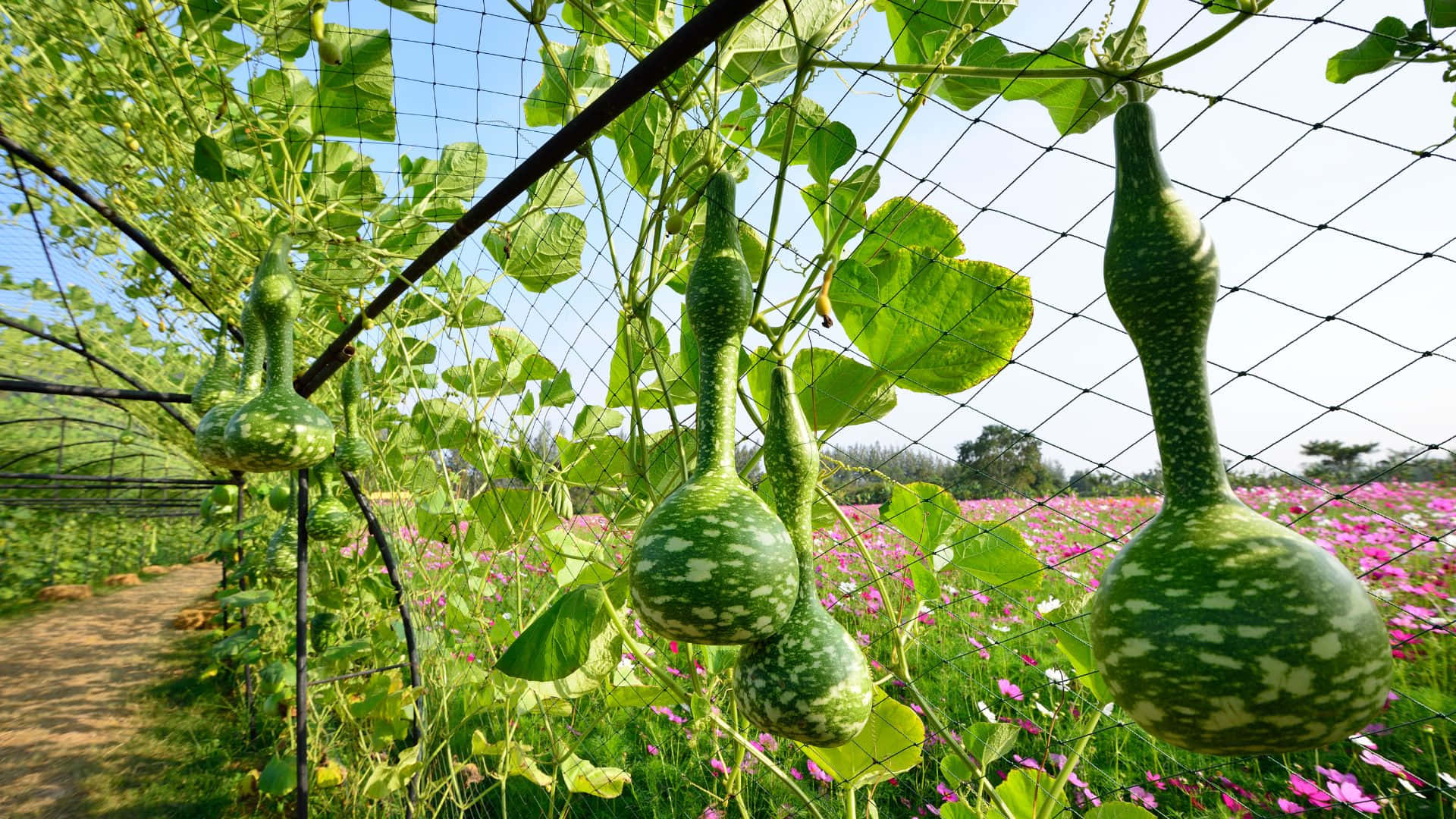 bottle gourd, vine, trellis, Full HD Desktop Wallpaper