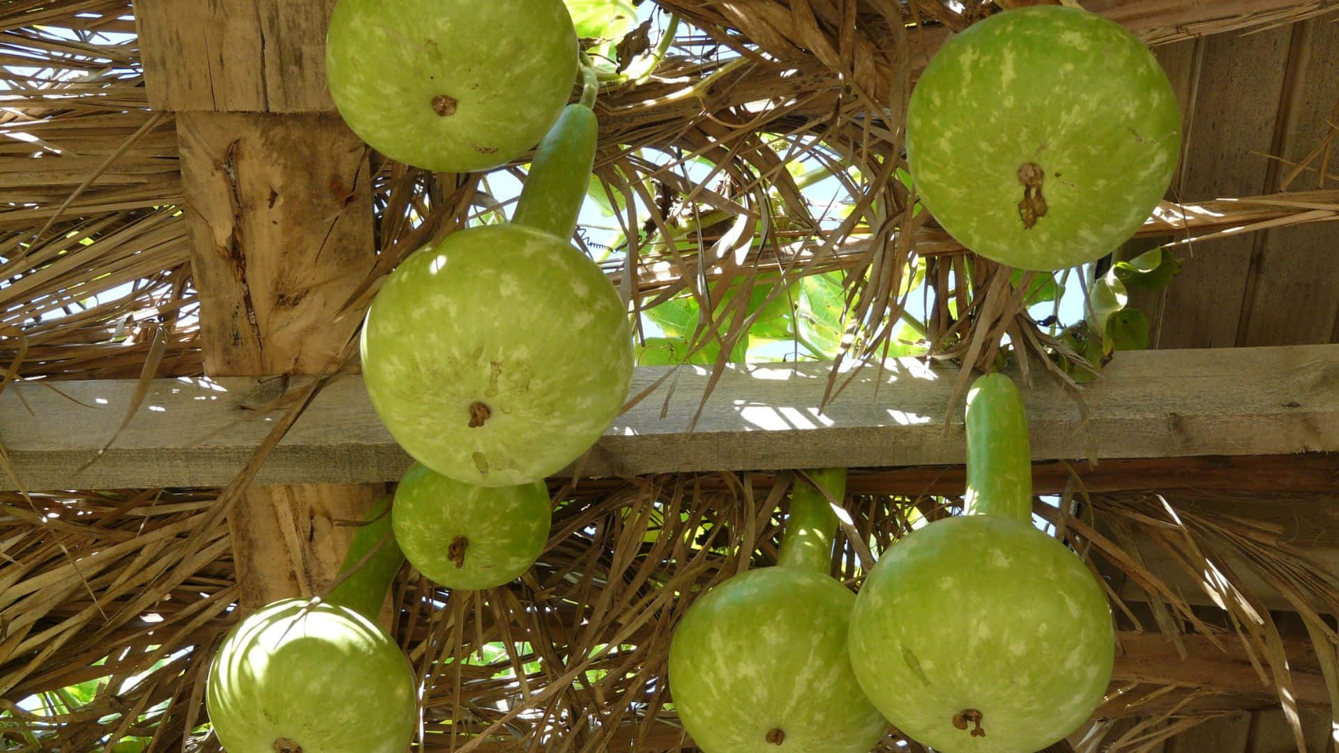 bottle gourd, vine, rustic wooden and thatched roof structure, Full HD Desktop Wallpaper