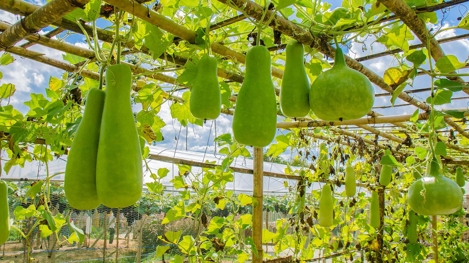 bottle gourd, wooden trellis, bright blue sky, Full HD Desktop Wallpaper