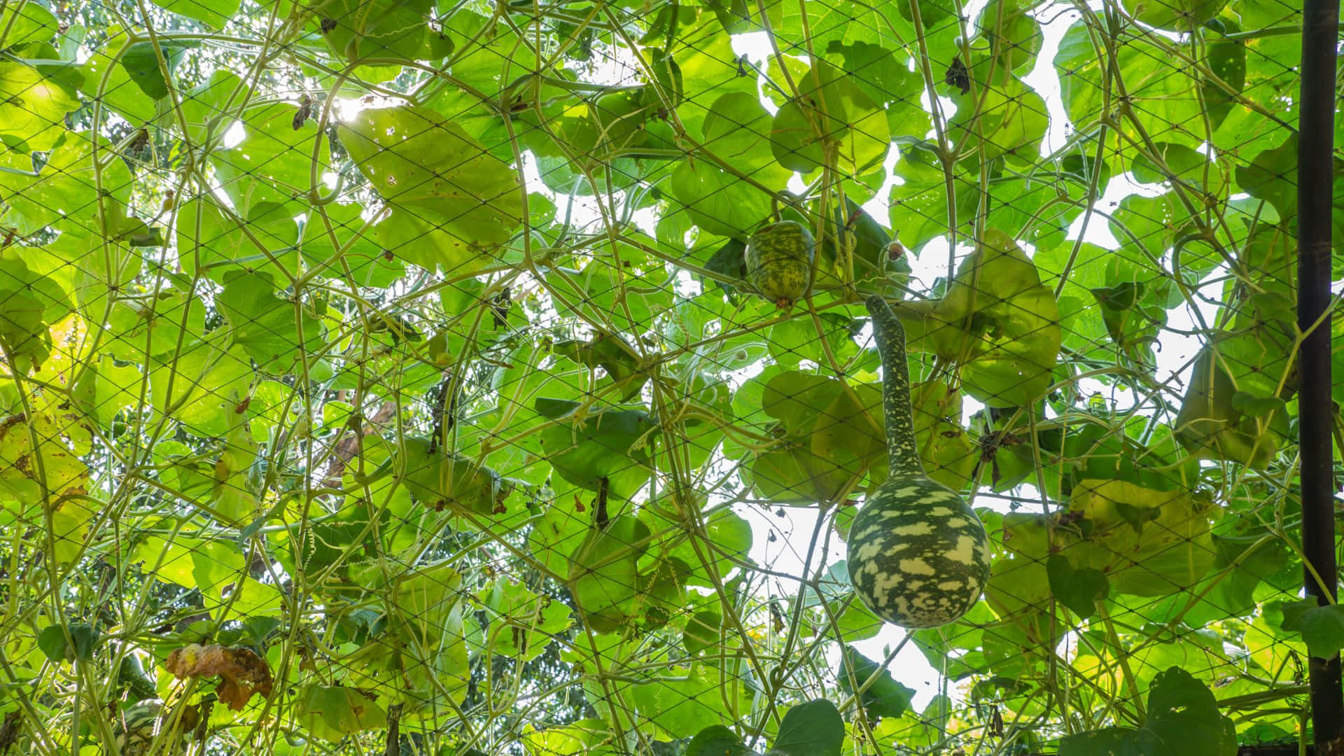 bottle gourd, lush green vine, wire trellis, Full HD Desktop Wallpaper