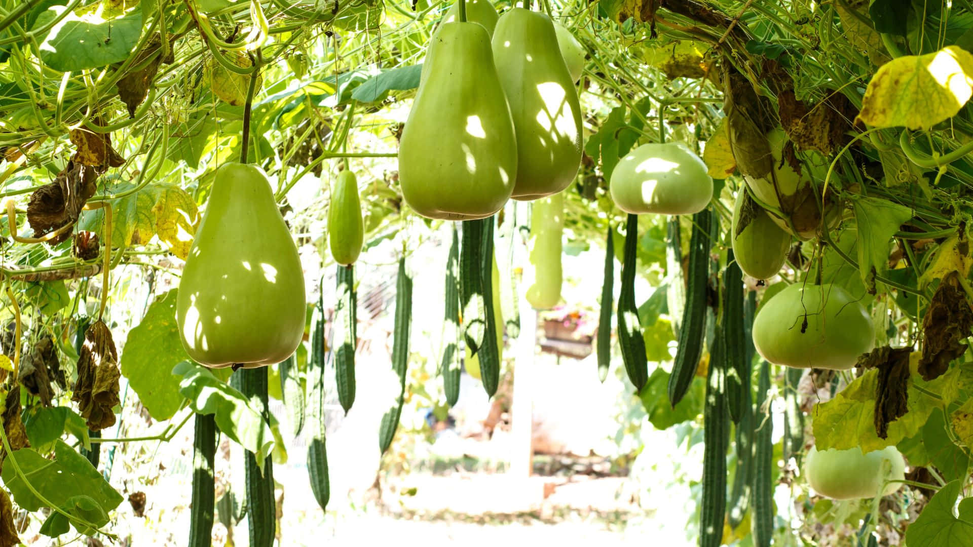 bottle gourd, sunlit garden canopy, dappled light, Full HD Desktop Wallpaper