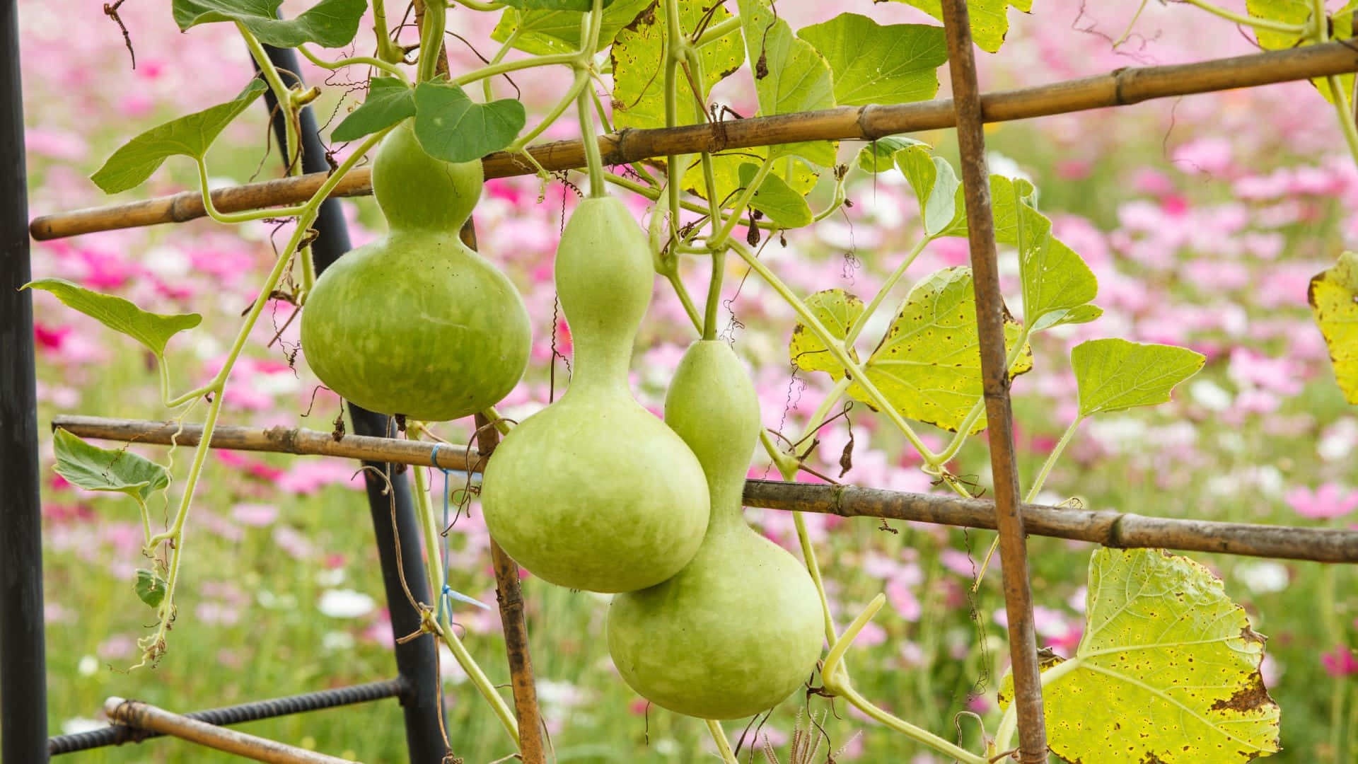 bottle gourd, bamboo trellis, pink flowers, Full HD Desktop Wallpaper