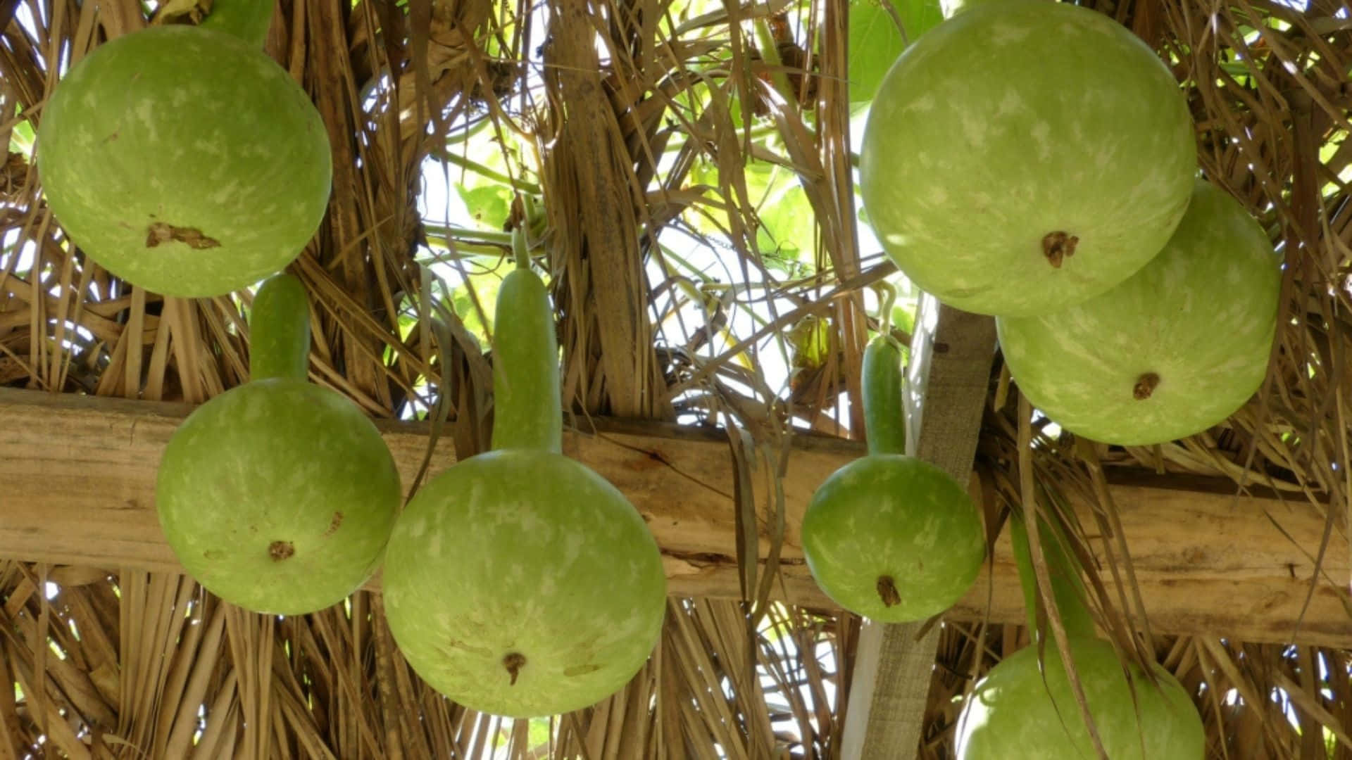 bottle gourd, vine, thatched roof, Full HD Desktop Wallpaper