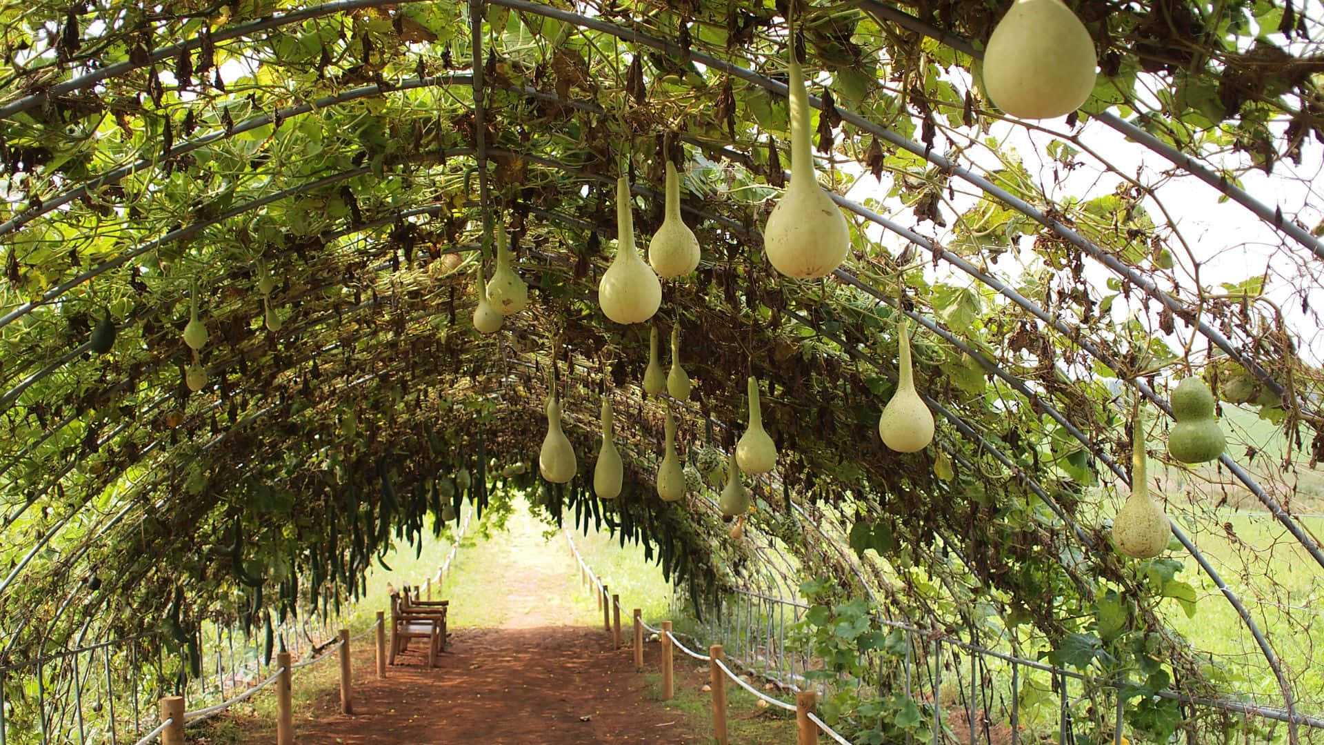 bottle gourd vine trellis, dirt path, lush green arched trellis, Full HD Desktop Wallpaper