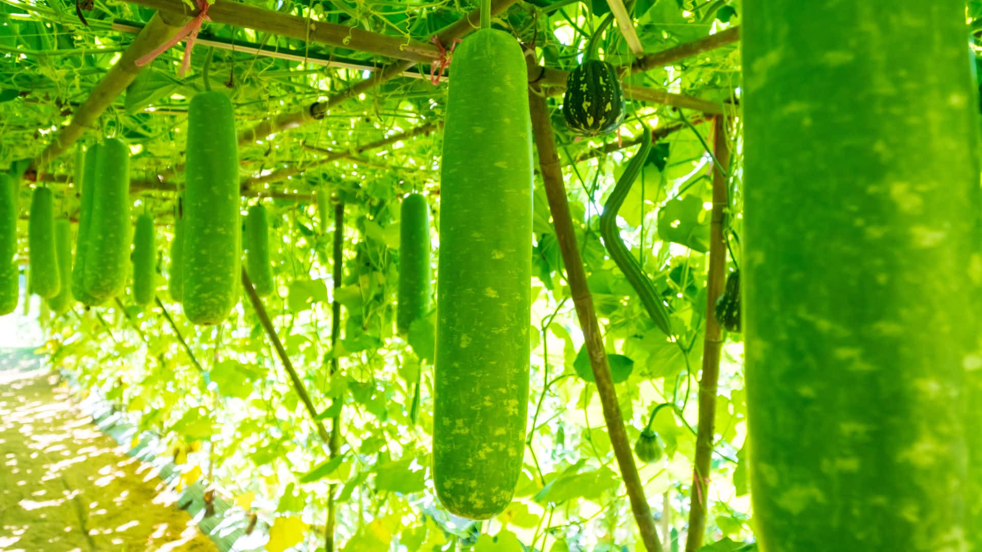 bottle gourd, vine trellis, sunlit greenhouse, Full HD Desktop Wallpaper