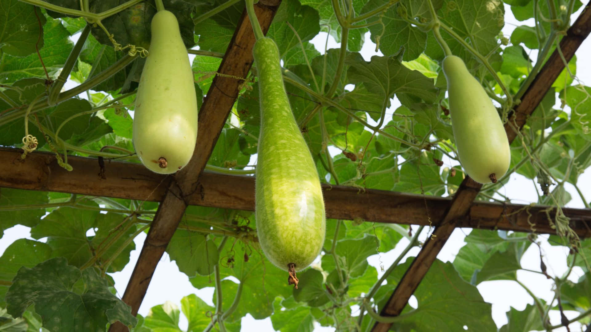 bottle gourd, vine, wooden trellis, Full HD Desktop Wallpaper