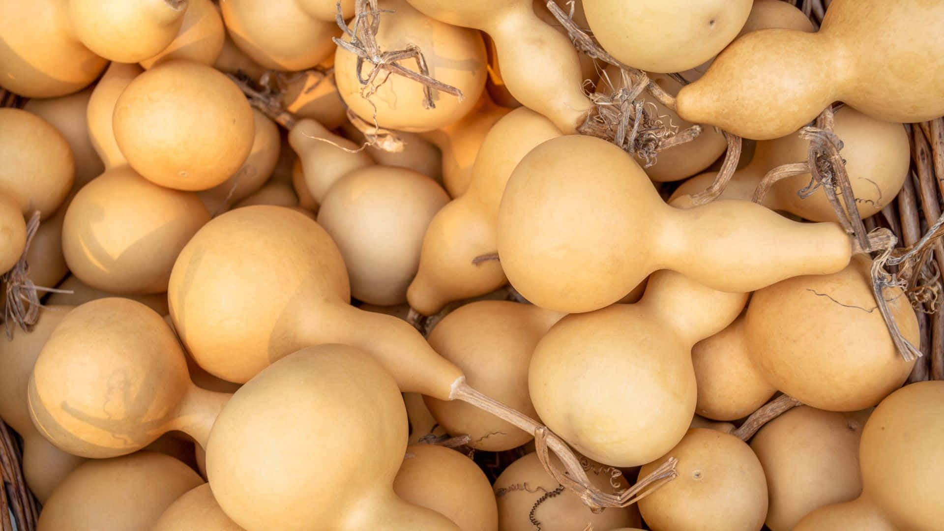 bottle gourd, pale yellow, dried stems, Full HD Desktop Wallpaper