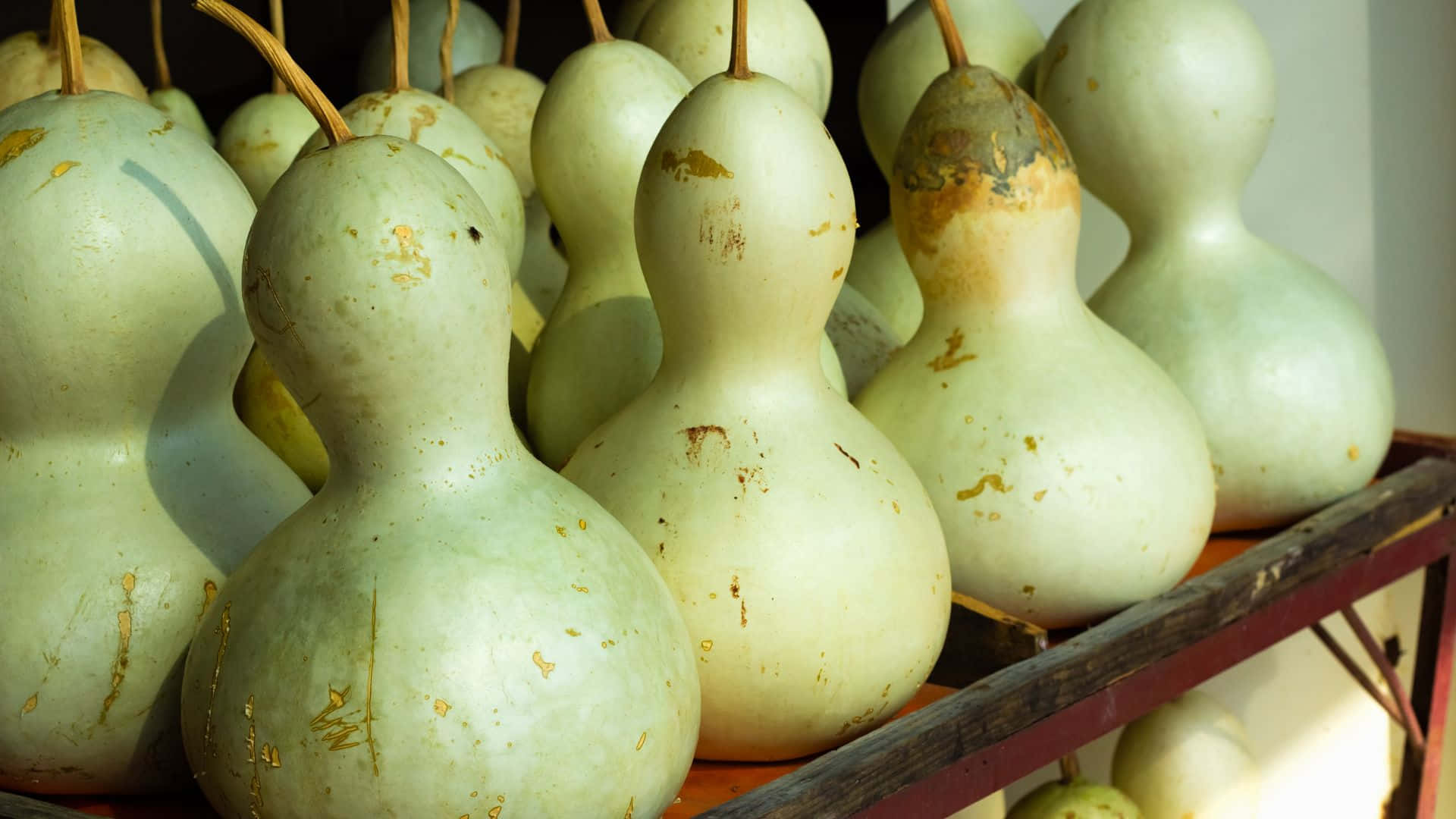 bottle gourd, pale green, brown spots, Full HD Desktop Wallpaper