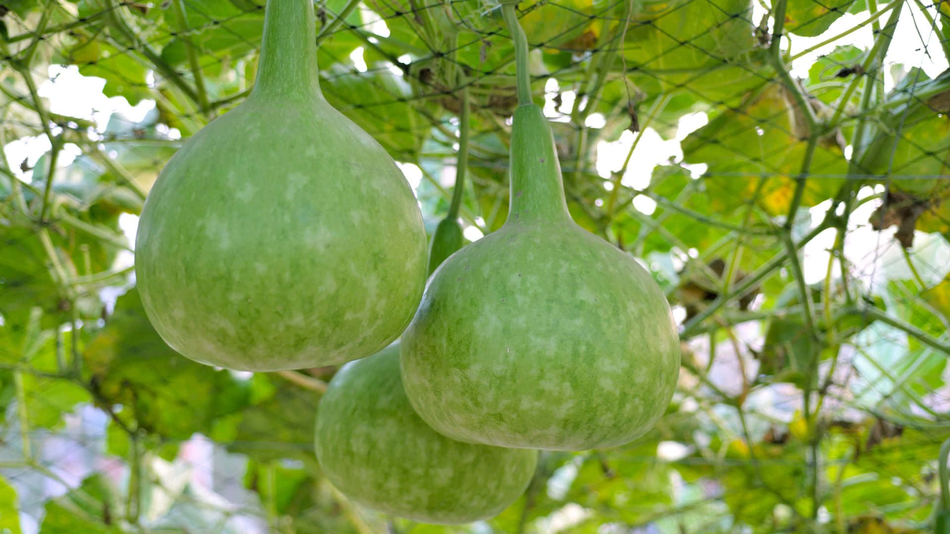 bottle gourd, vine, lush foliage, Full HD Desktop Wallpaper