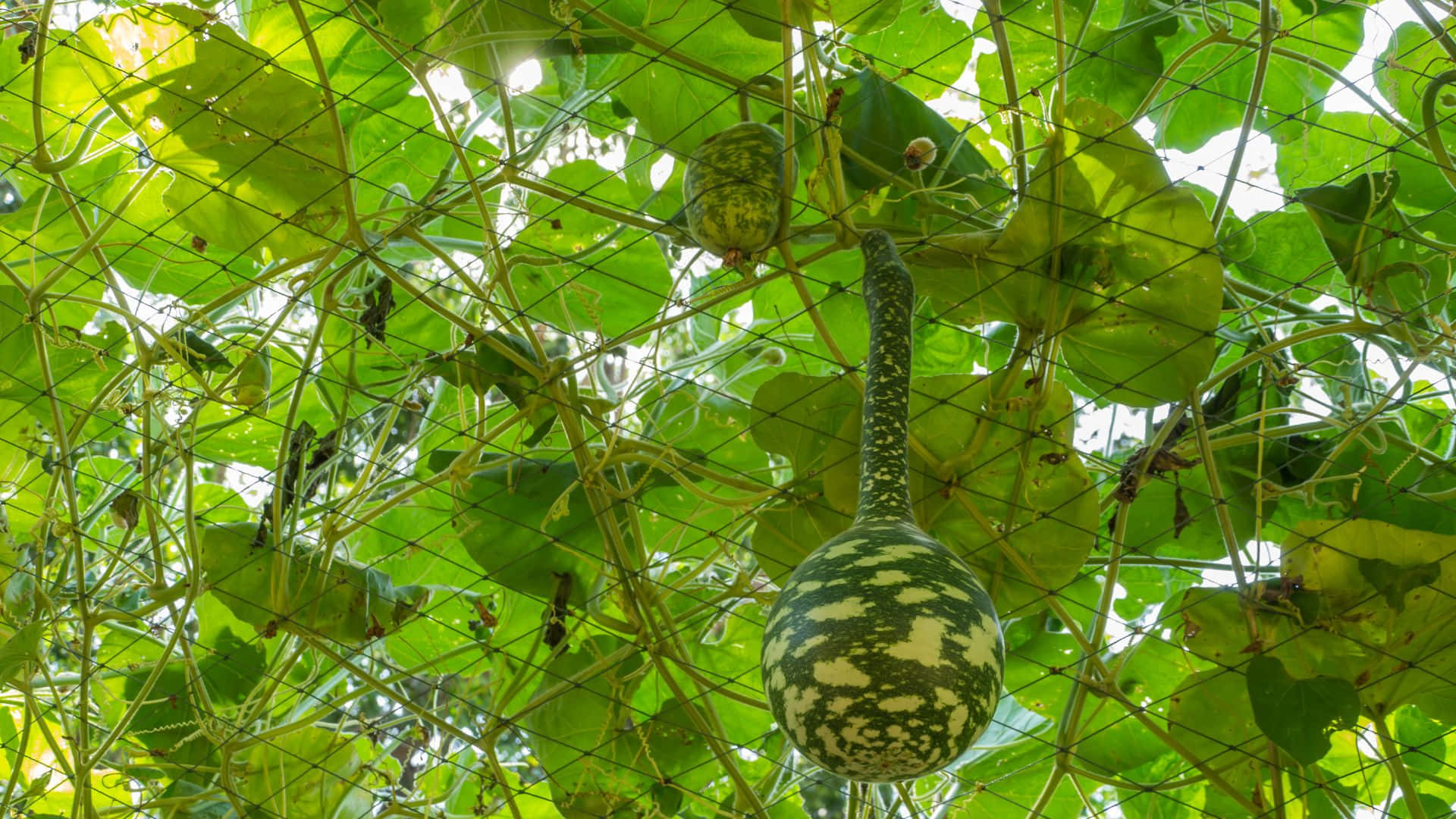 bottle gourd, vine, wire mesh canopy, Full HD Desktop Wallpaper