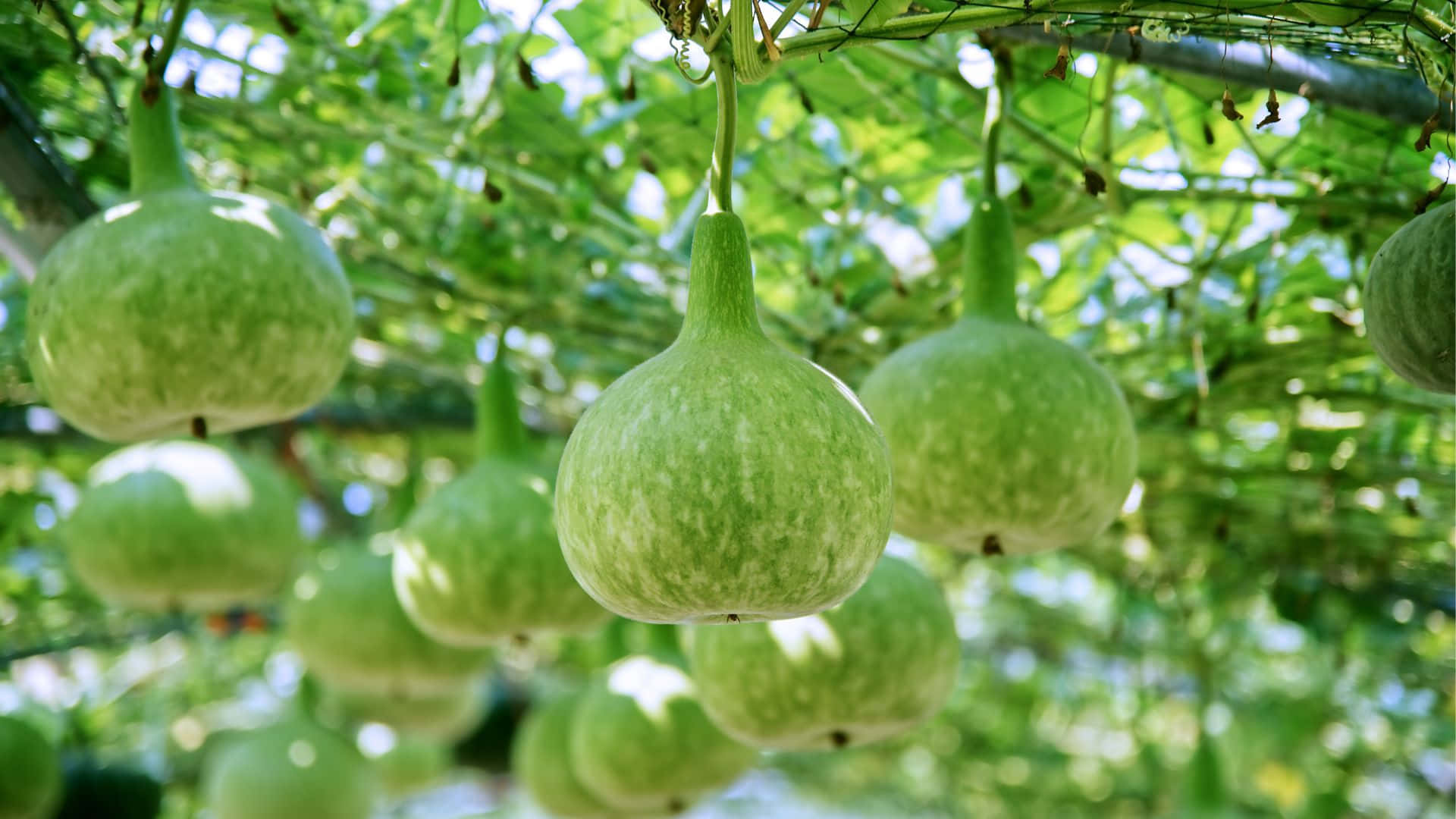 bottle gourd, green bottle gourd, vines, Full HD Desktop Wallpaper