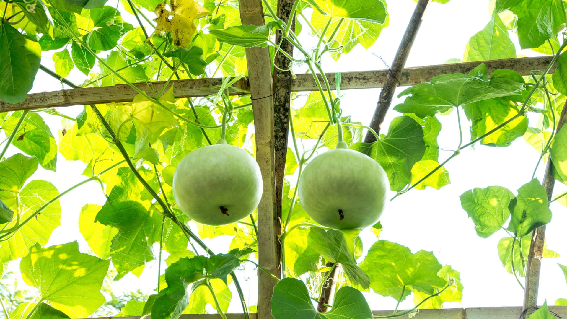 bottle gourd, pale green, round gourds, Full HD Desktop Wallpaper