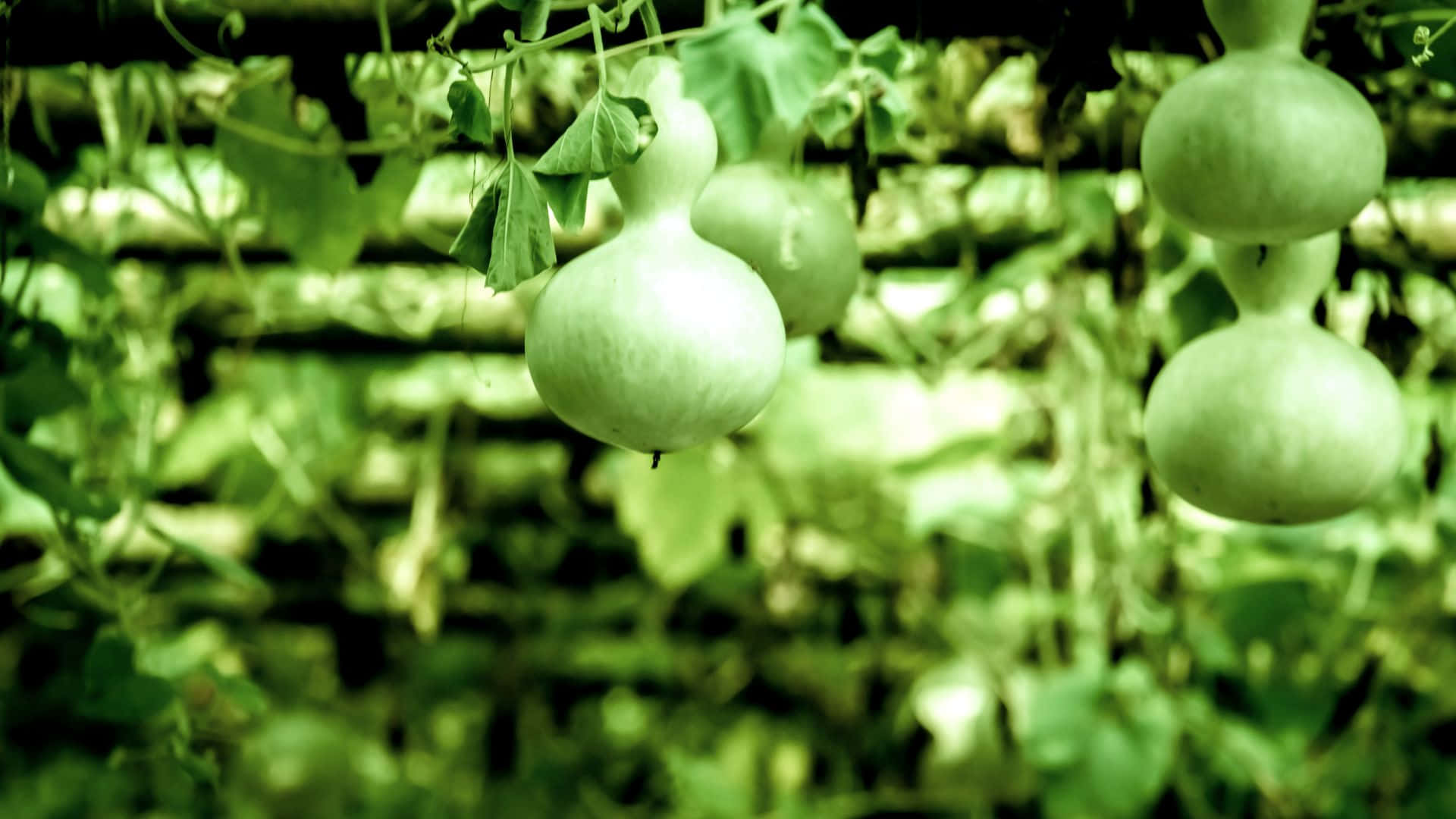 Bottle Gourd, vines, green foliage background, Full HD Desktop Wallpaper