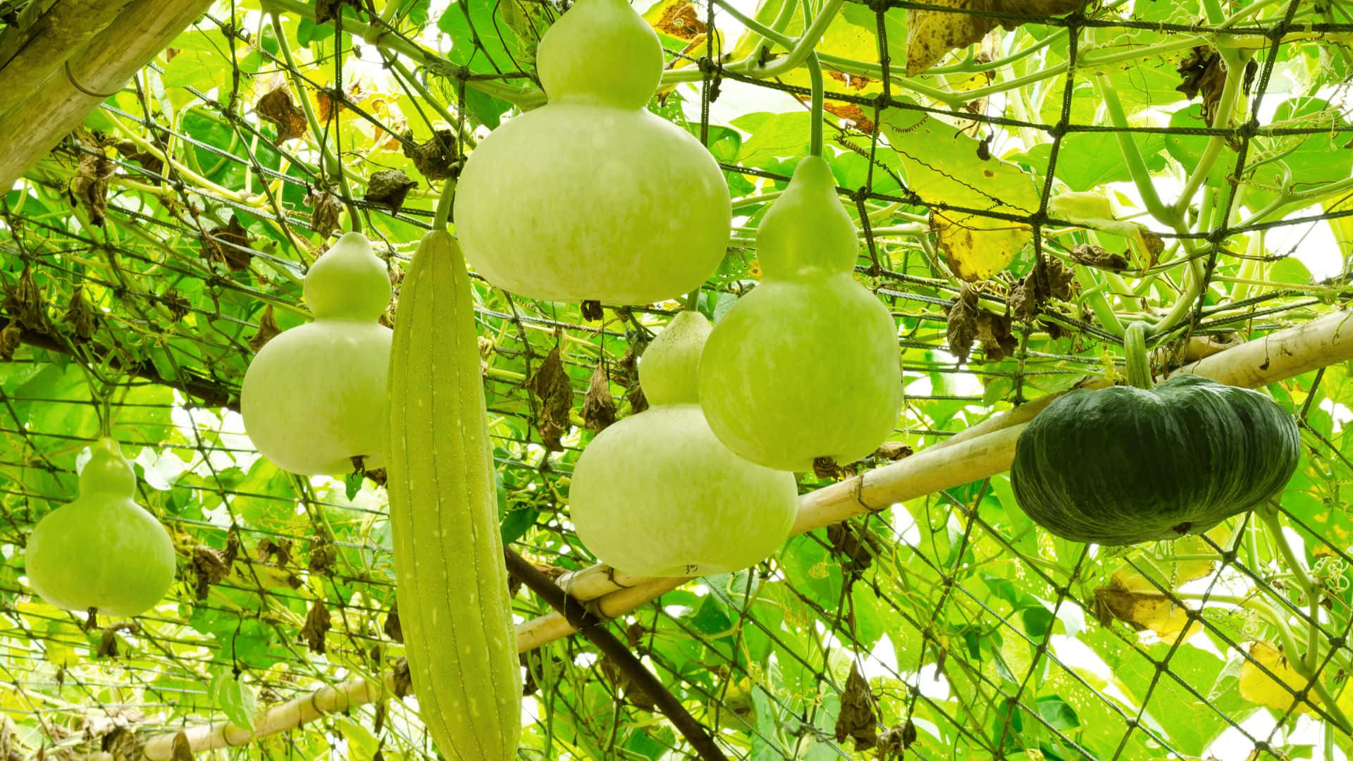 bottle gourd varieties, green gourds, dark green squash, Full HD Desktop Wallpaper
