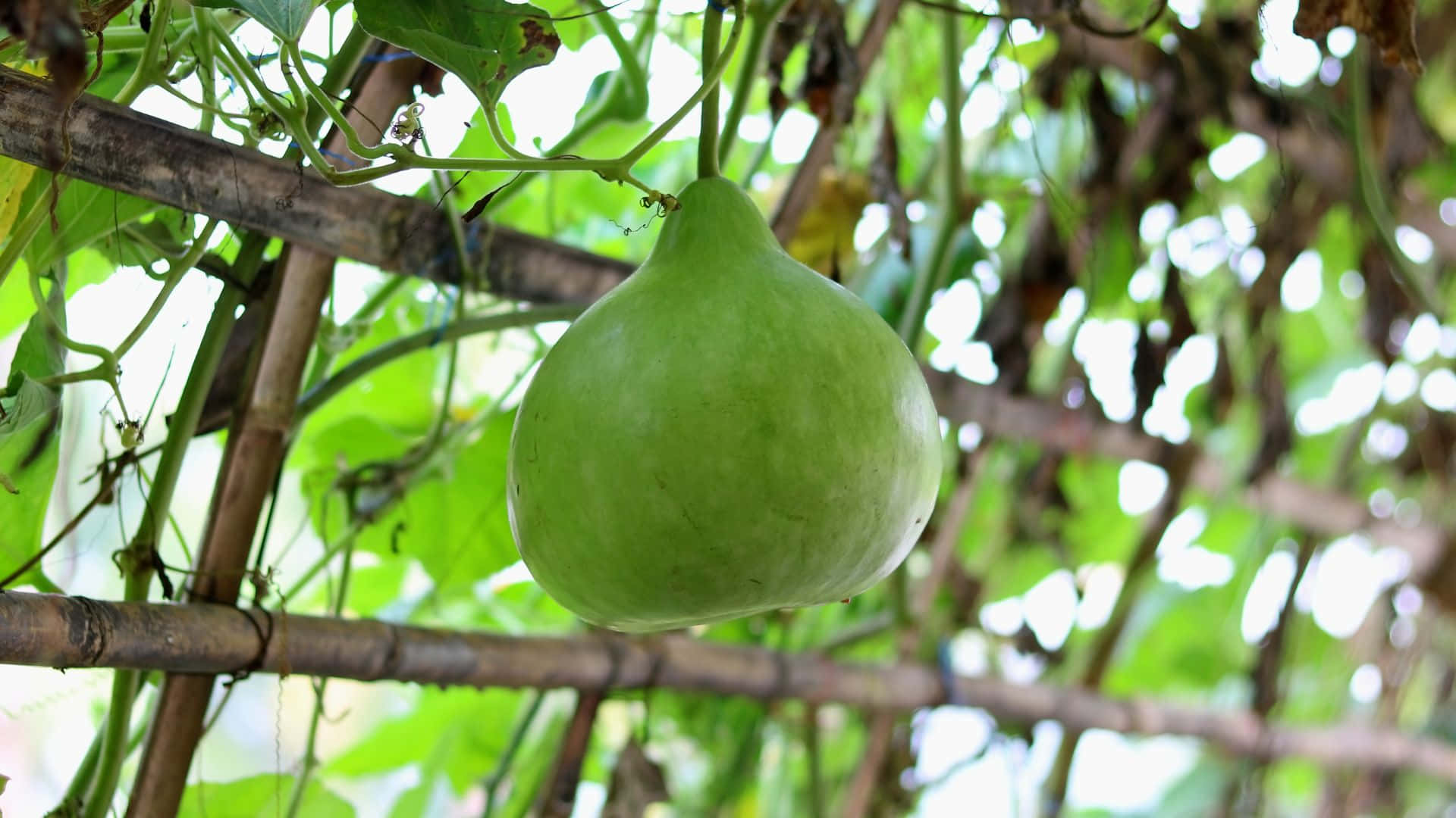bottle gourd, vine, lush foliage, Full HD Desktop Wallpaper