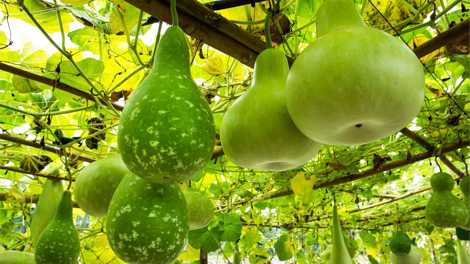 bottle gourd, wooden trellis, lush foliage, Full HD Desktop Wallpaper