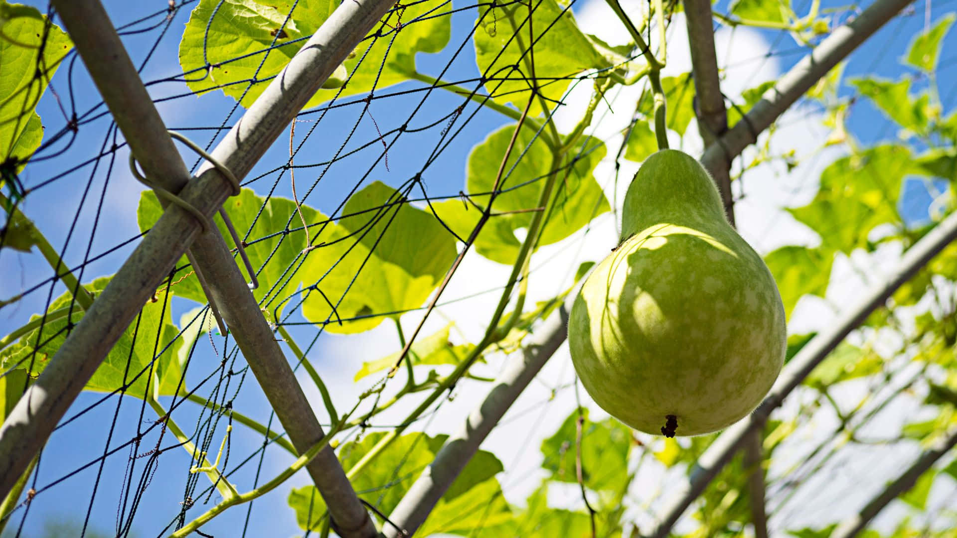 bottle gourd, vine, black net, Full HD Desktop Wallpaper