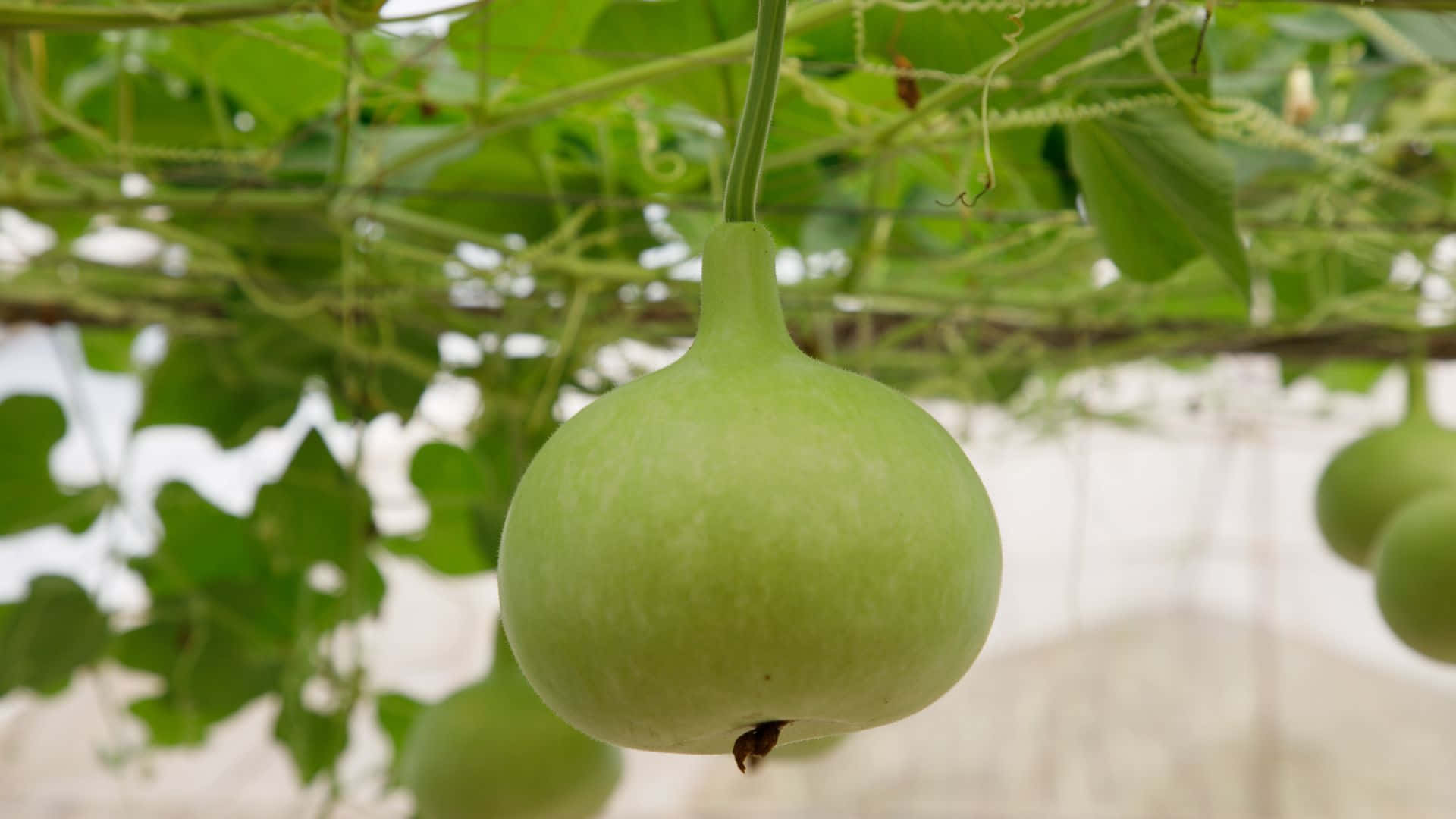 bottle gourd, light green, vine, Full HD Desktop Wallpaper