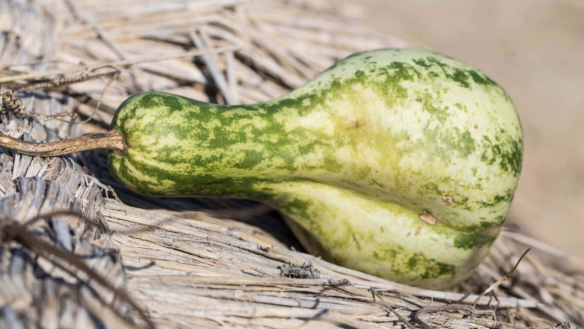 bottle gourd, green and yellow striped, dry straw, Full HD Desktop Wallpaper